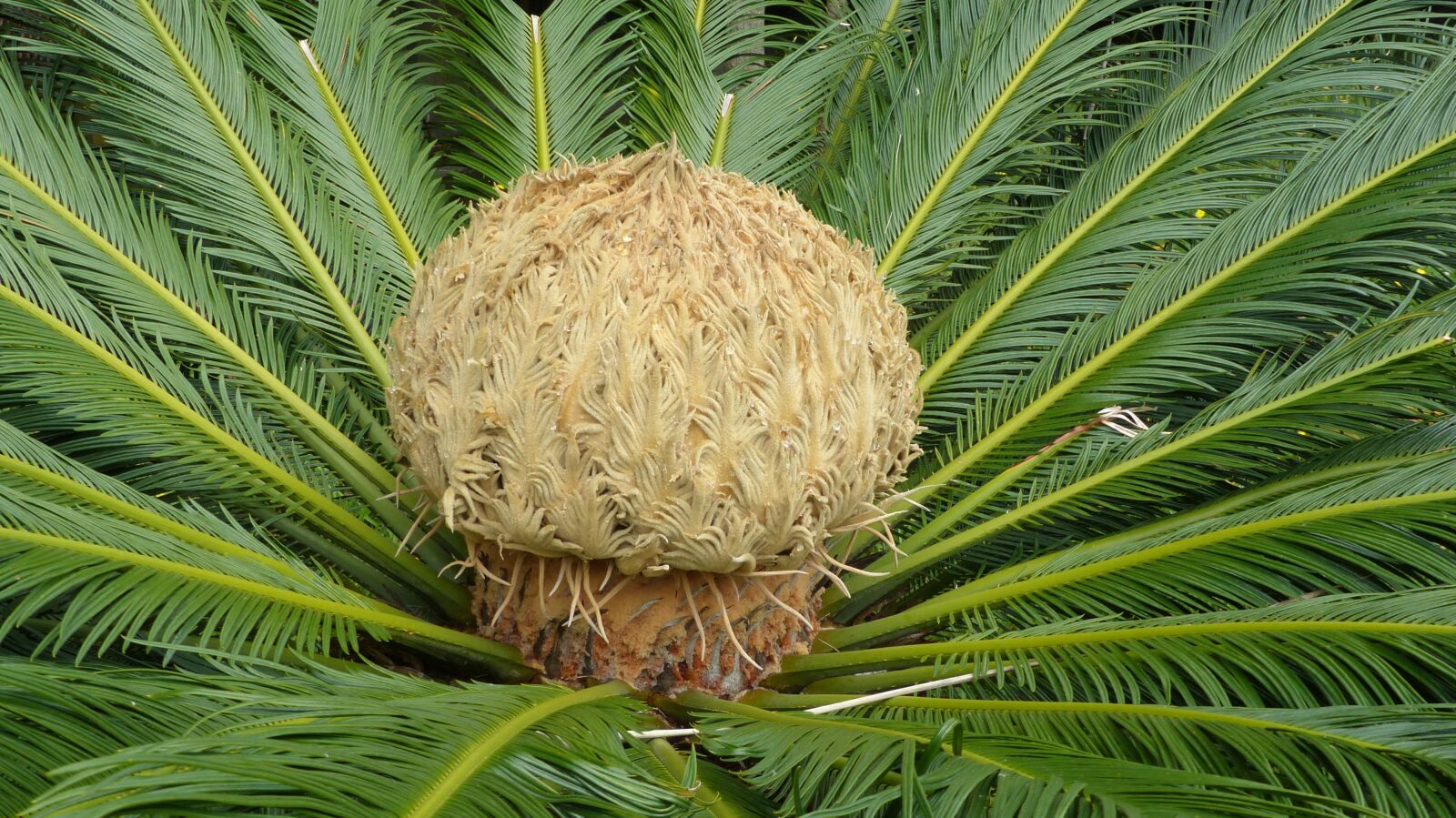 Panasonic Lumix DMC-FZ200 sample photo. Palm, middle, plant photography