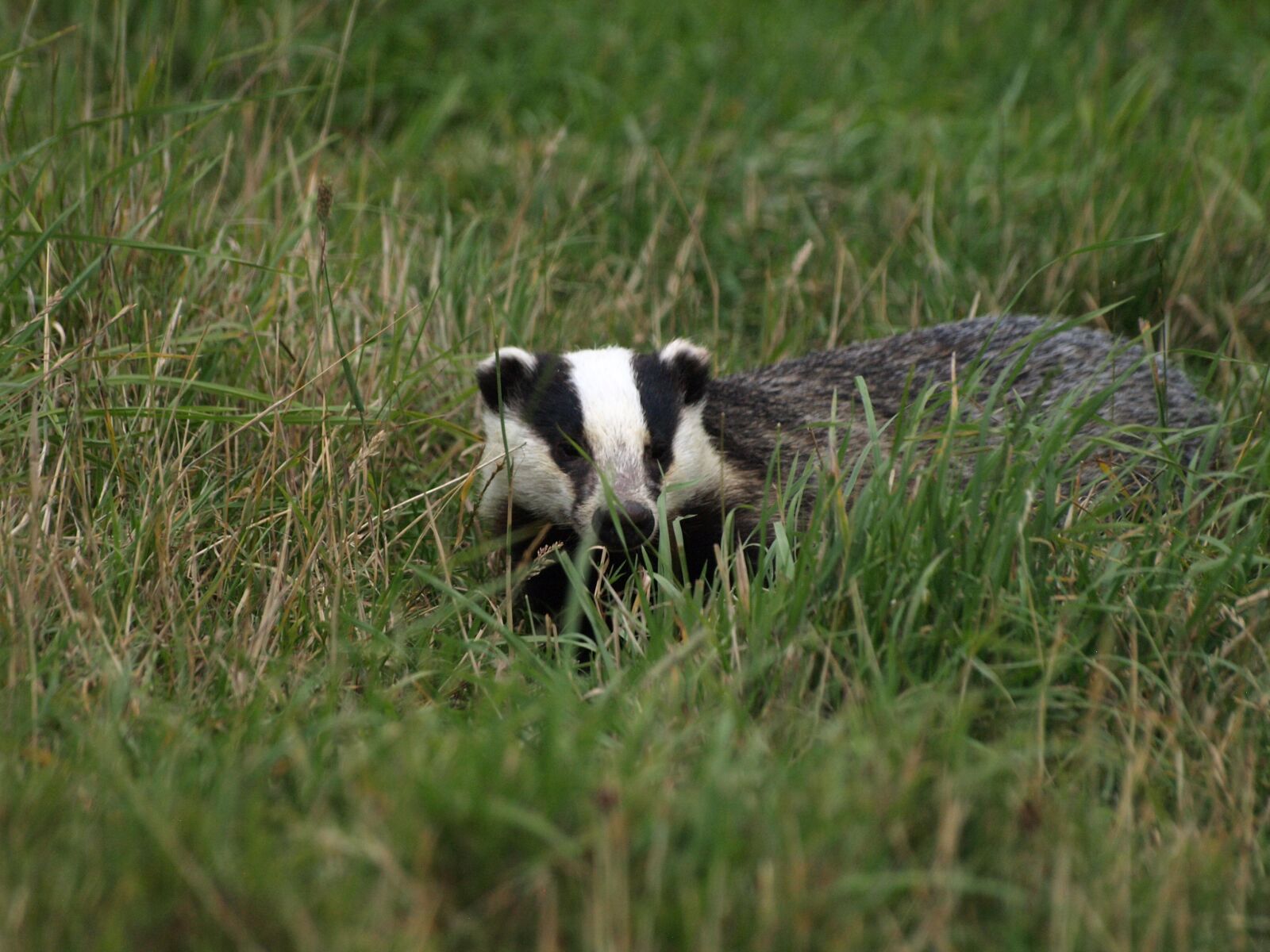 Olympus E-510 (EVOLT E-510) sample photo. Badger, animal, wildlife photography