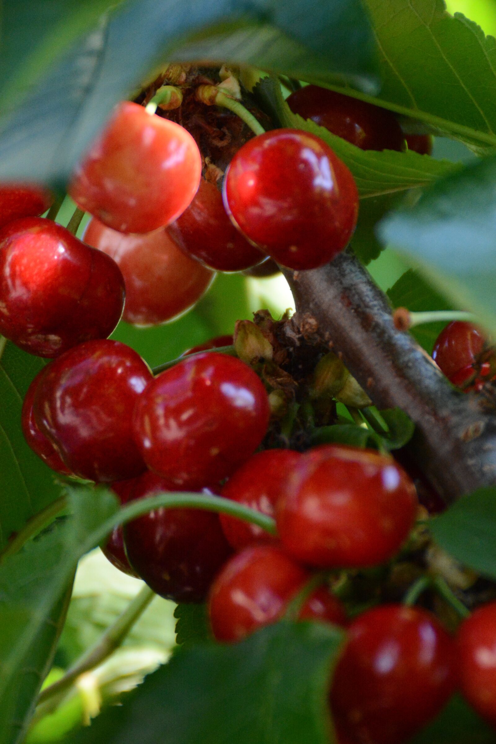 Nikon D7100 sample photo. Cherry, red fruit, spring photography