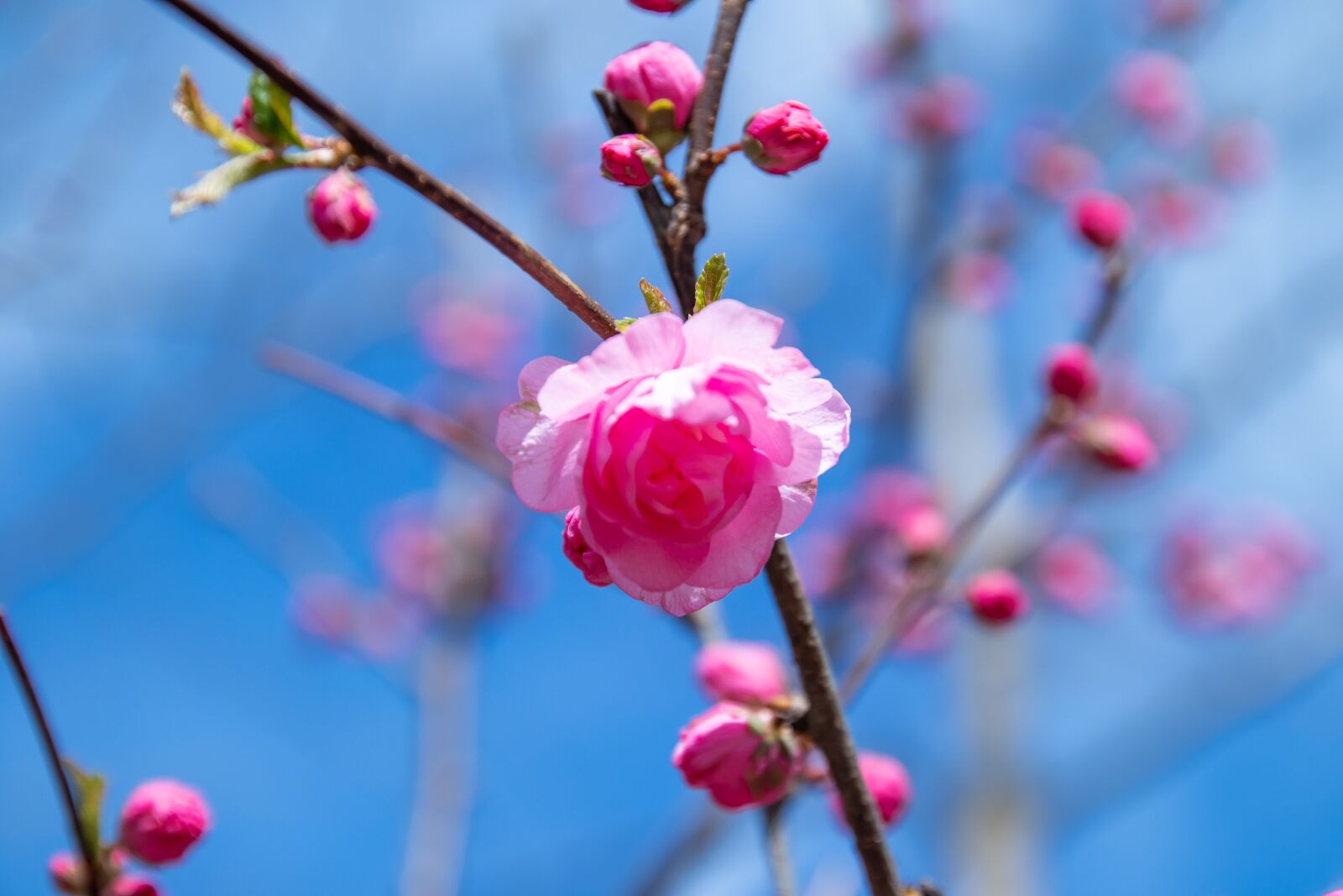 Canon EOS M6 sample photo. Flower, spring, branch photography