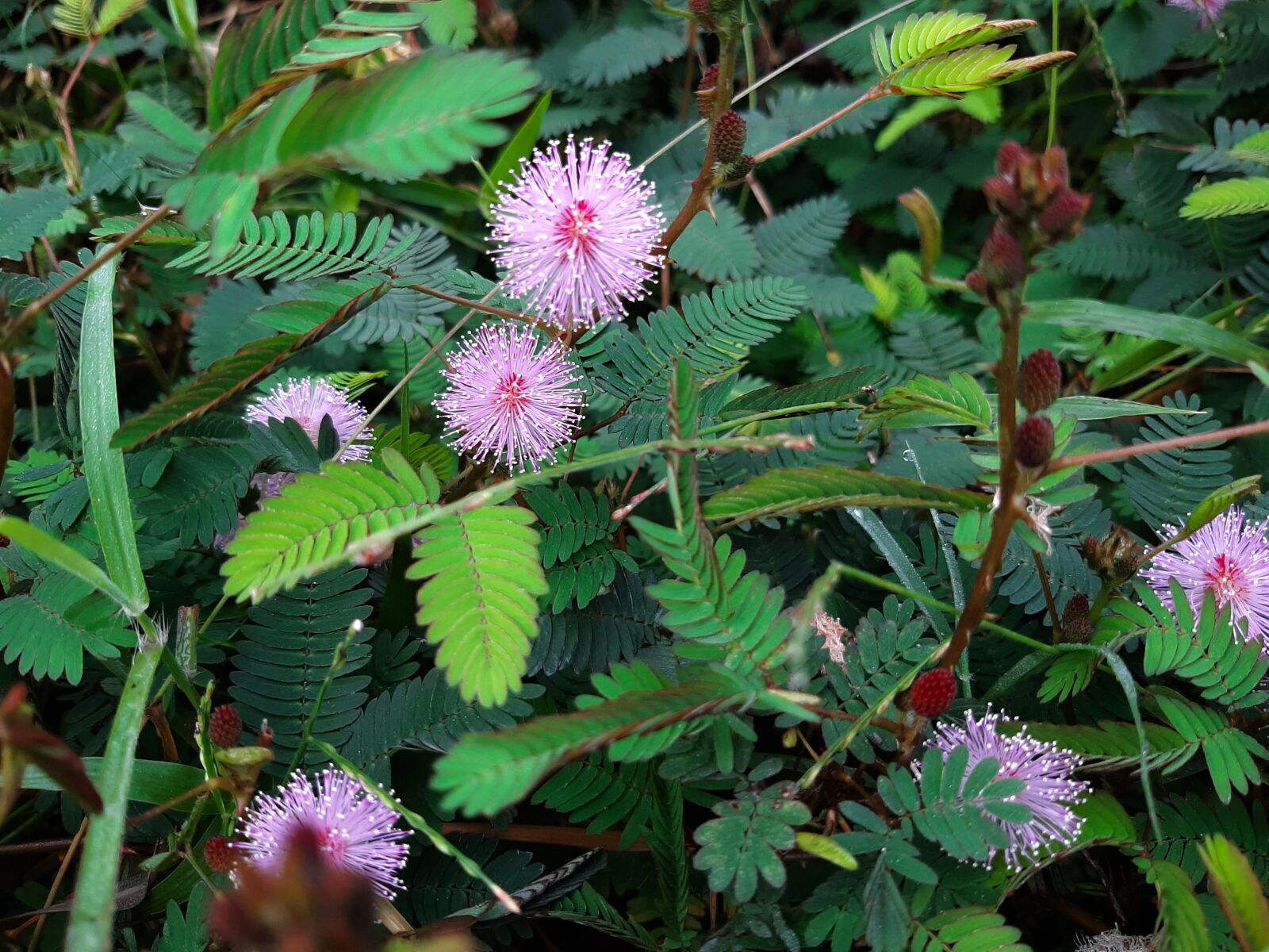 Samsung Galaxy A50 sample photo. Plant, save plant, save photography