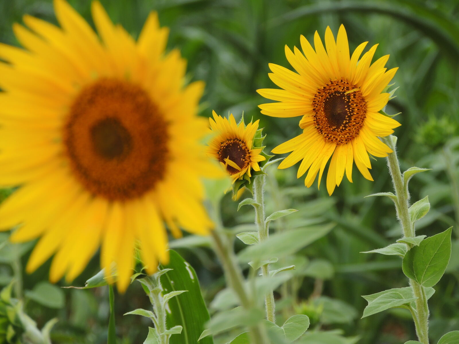 Nikon Coolpix P510 sample photo. Sun, flower, in, tilt photography