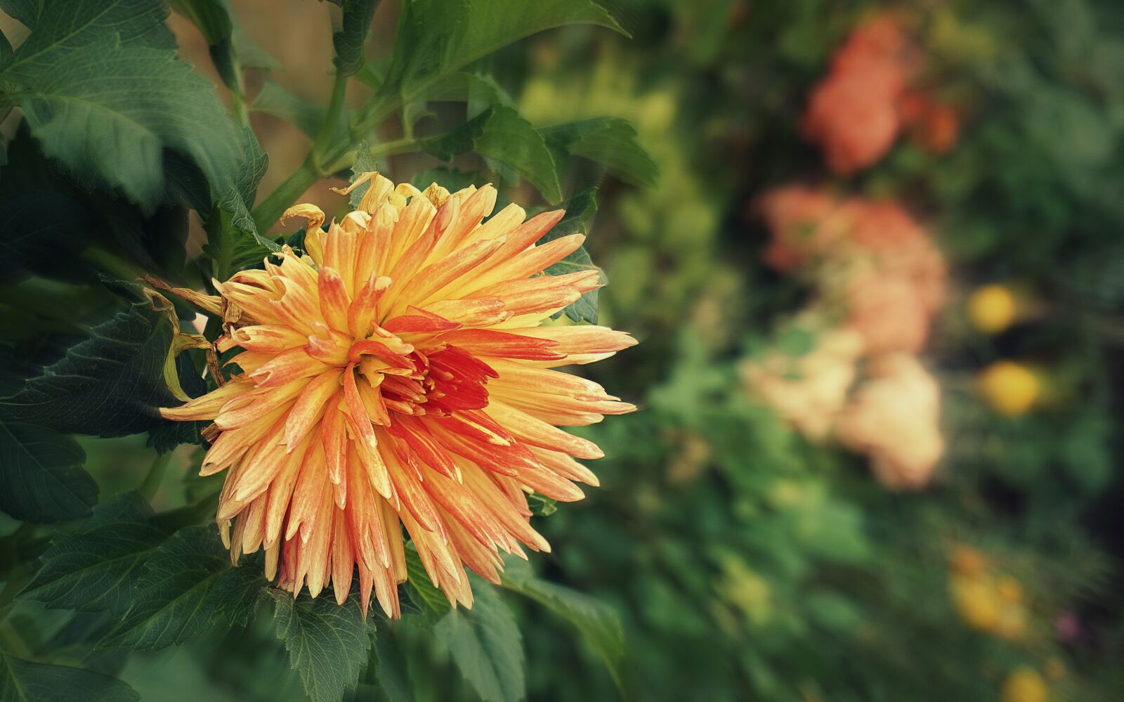 Sony a6000 sample photo. Flower, chrysanthemum, autumn photography