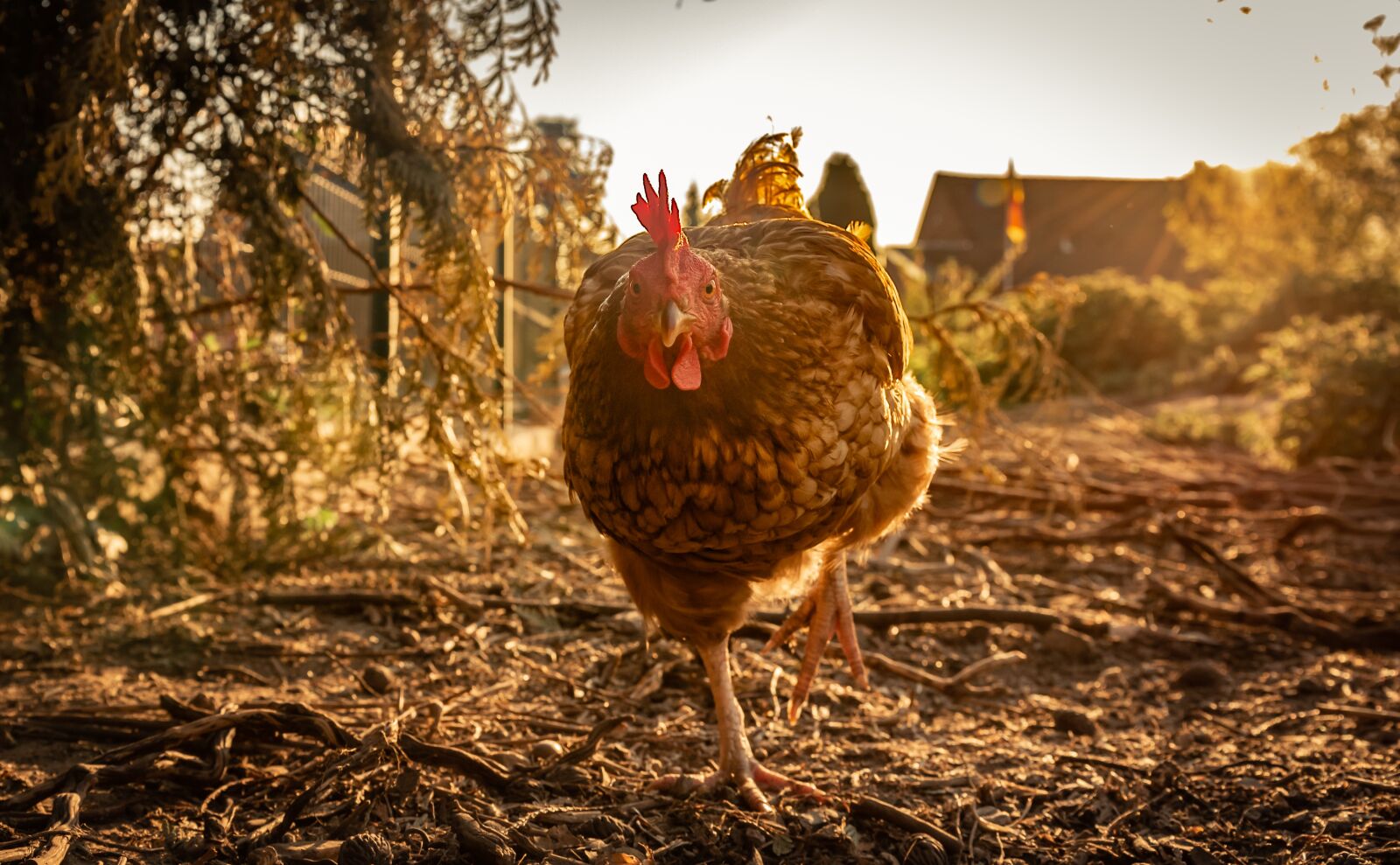 Nikon D750 sample photo. Chicken, hen, poultry photography