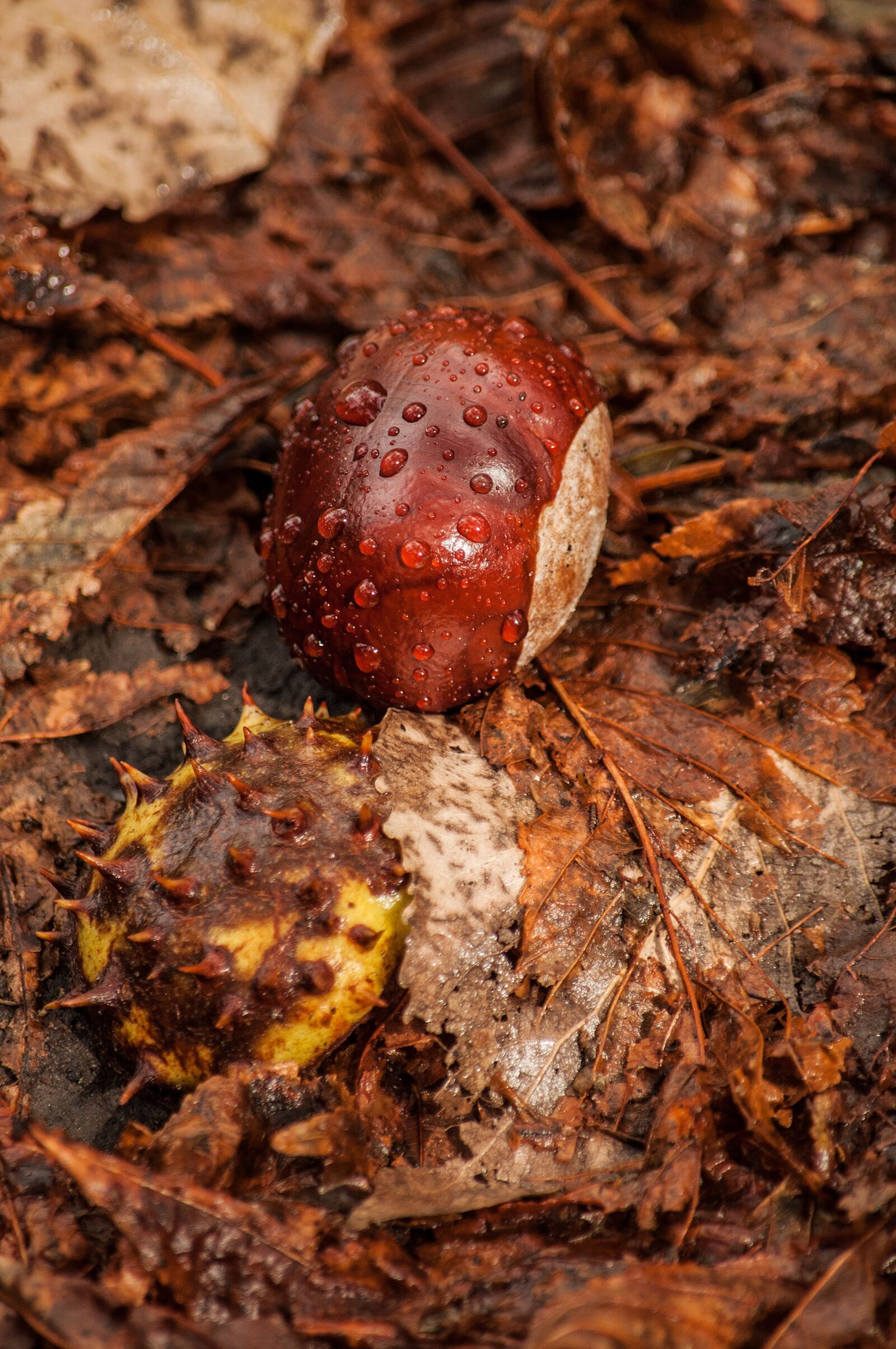 Nikon D90 sample photo. Chestnut, peel, lies photography
