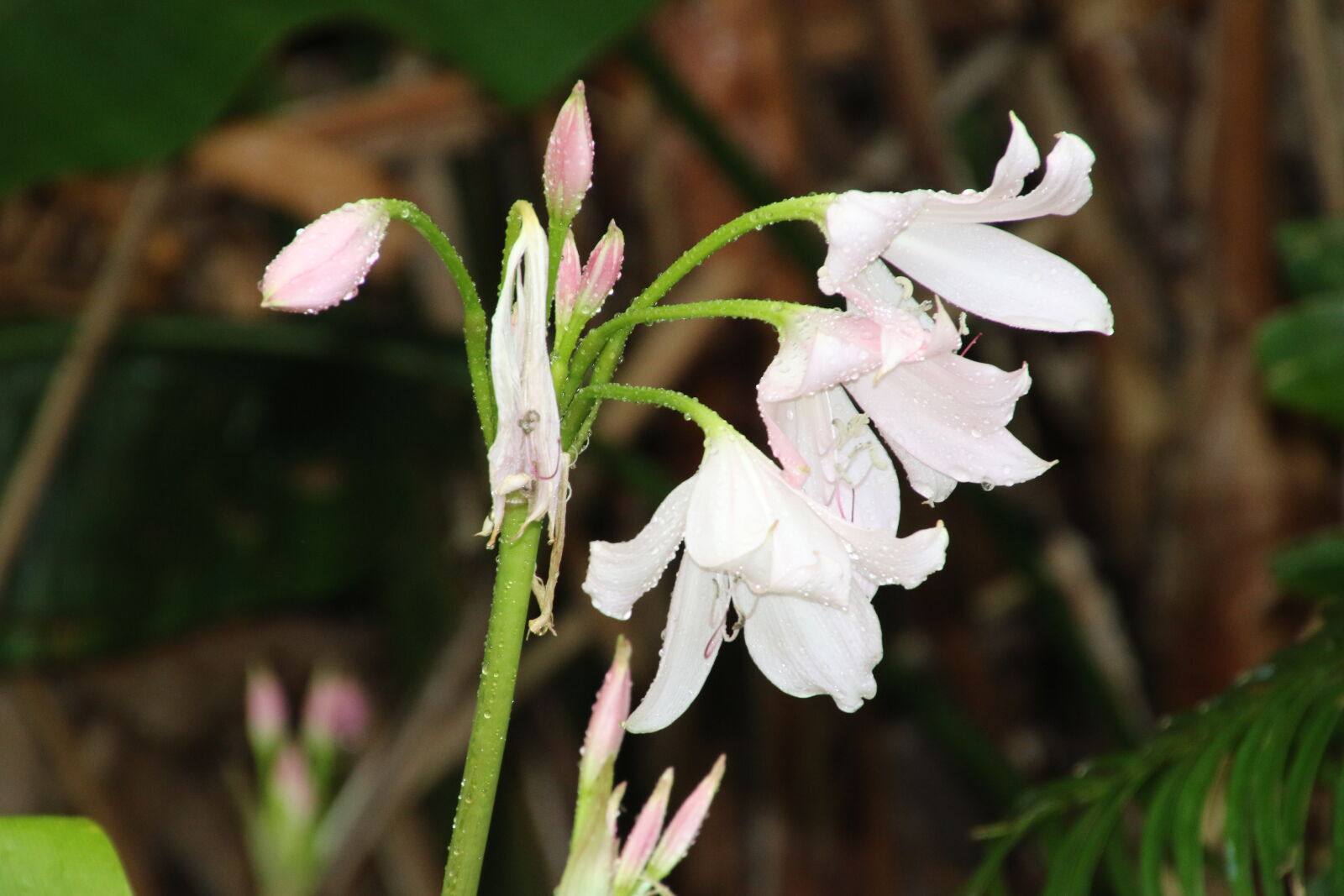 Canon EOS 7D Mark II sample photo. Flower, garden, white, and photography