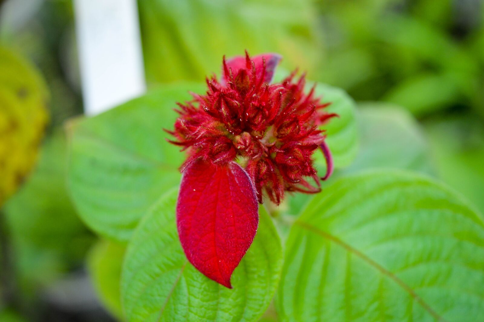 Nikon D3200 sample photo. Beautiful, amazing, cute rare photography