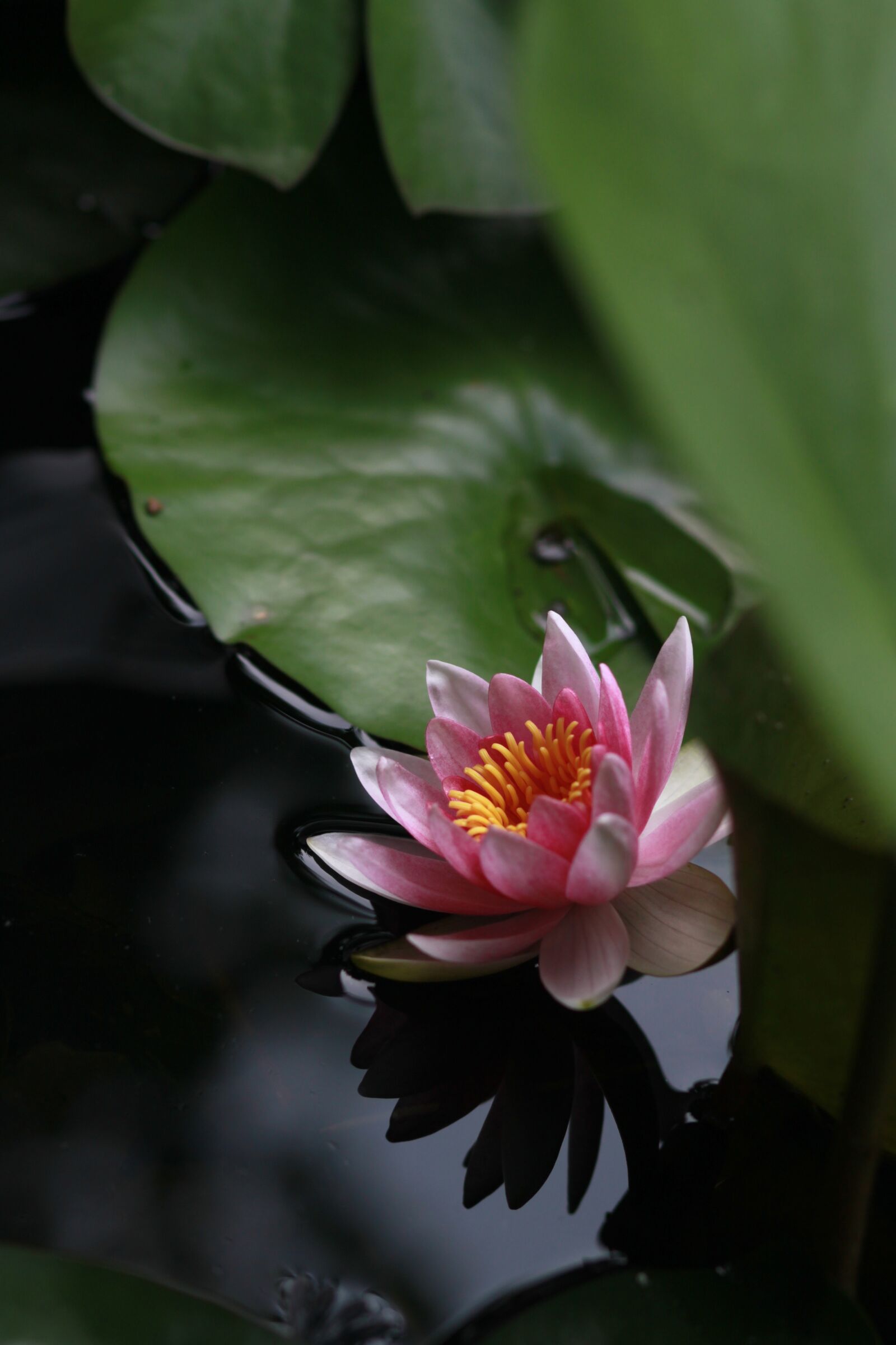 Canon EOS 500D (EOS Rebel T1i / EOS Kiss X3) sample photo. Kite, lotus, water lilies photography