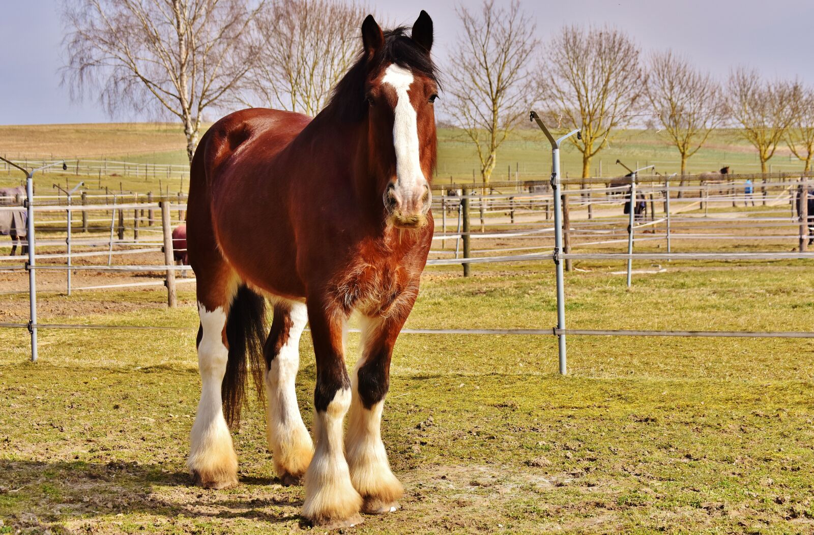 Nikon D7200 sample photo. Shire horse, horse, coupling photography