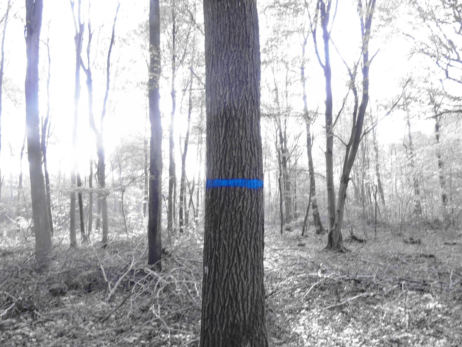 Sony Cyber-shot DSC-H400 sample photo. Tree, forest, blue photography