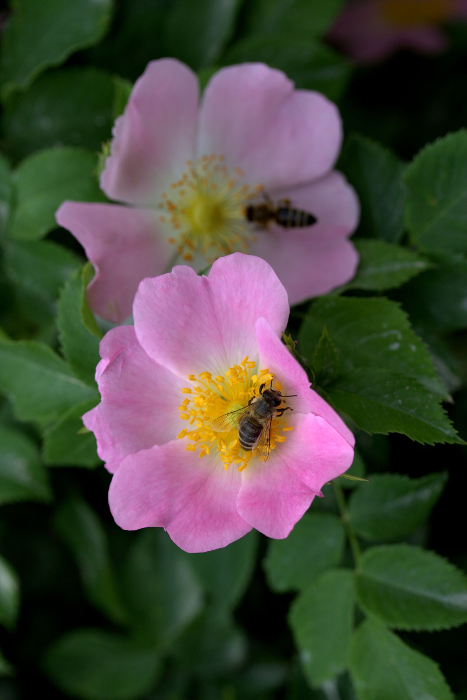 Canon EF-S 60mm F2.8 Macro USM sample photo. Flower, dog rose, bee photography