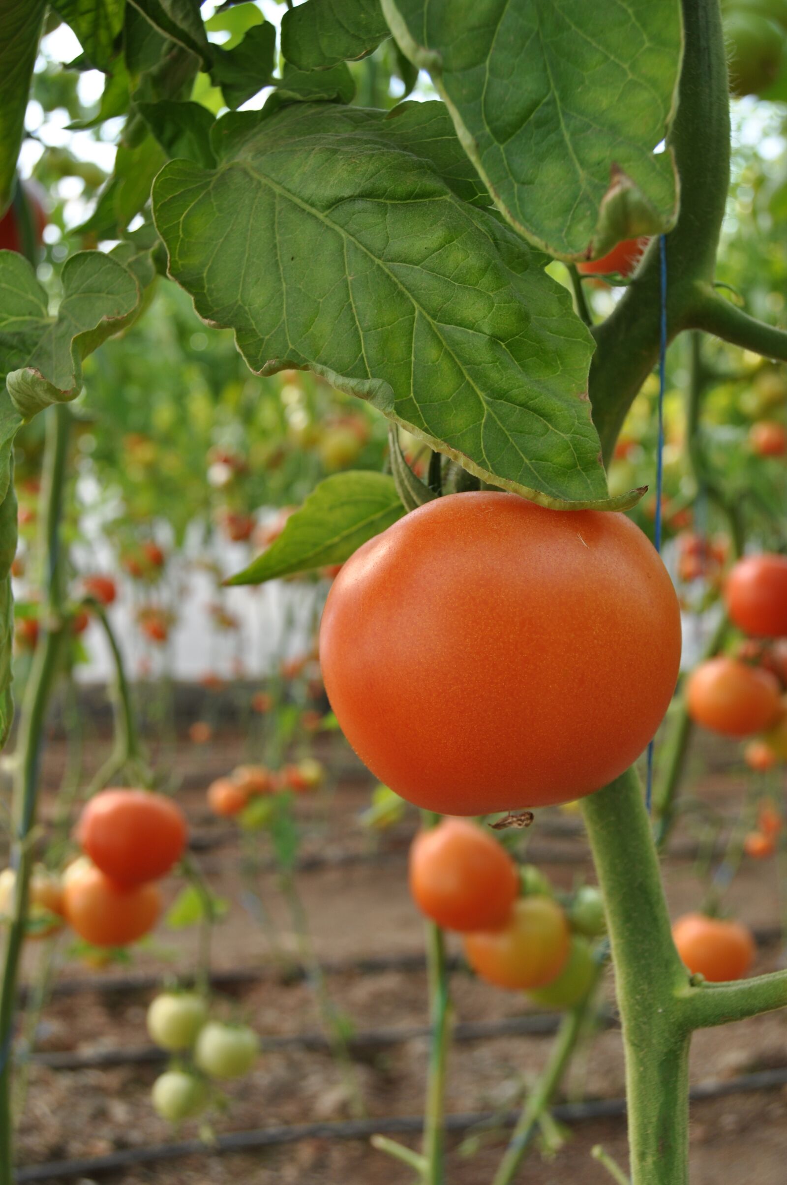 Nikon D5000 sample photo. Tomato, greenhouse, vegetables photography
