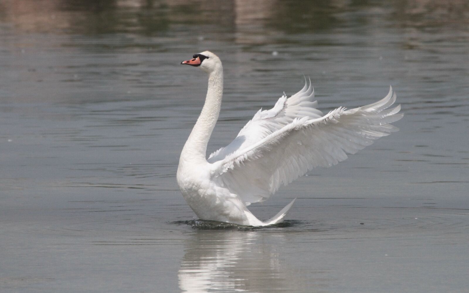 Canon EF 100-400mm F4.5-5.6L IS USM sample photo. Swan, pond, nature photography
