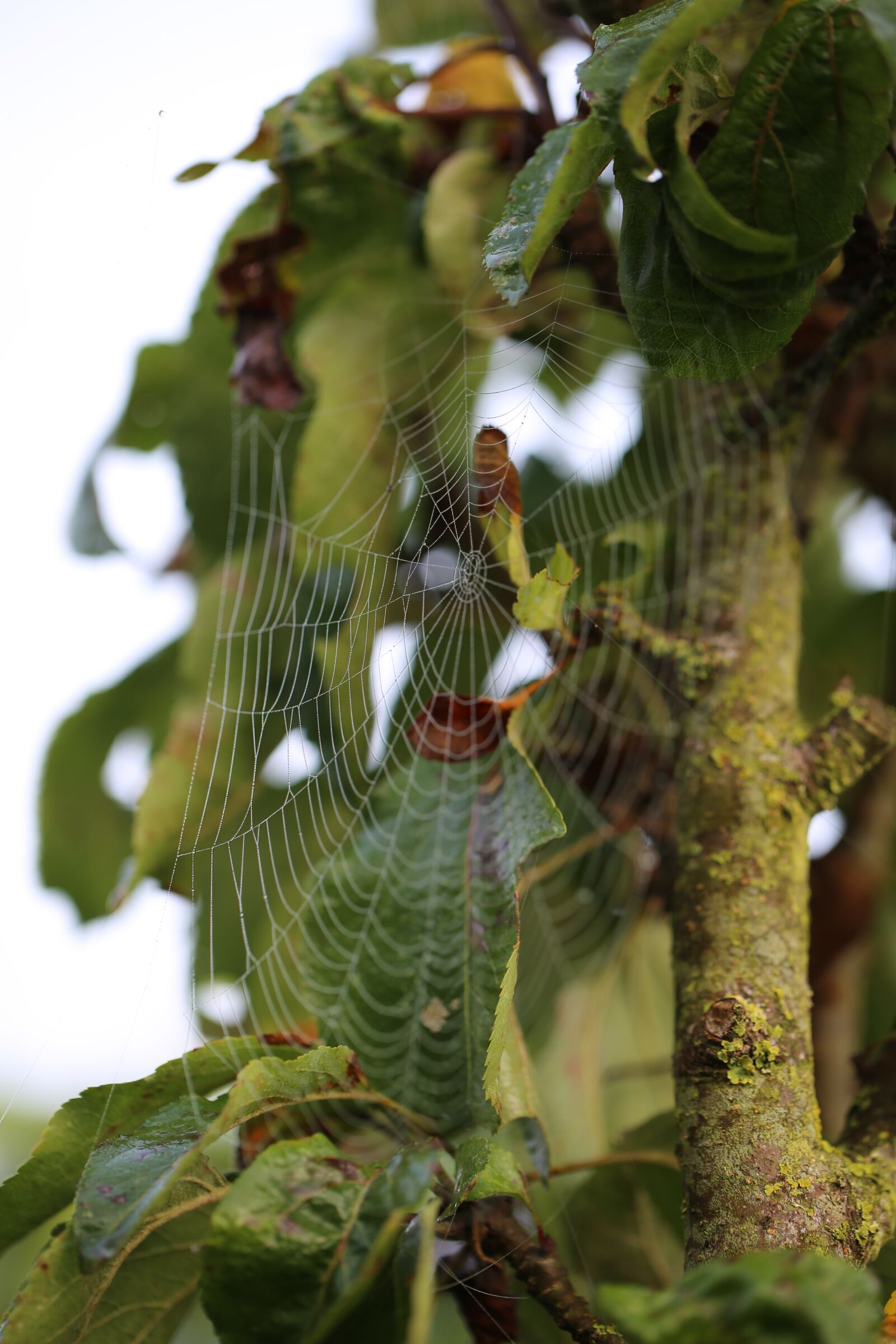 Canon EF 100mm F2.8L Macro IS USM sample photo. Cobweb, spider webs, nature photography