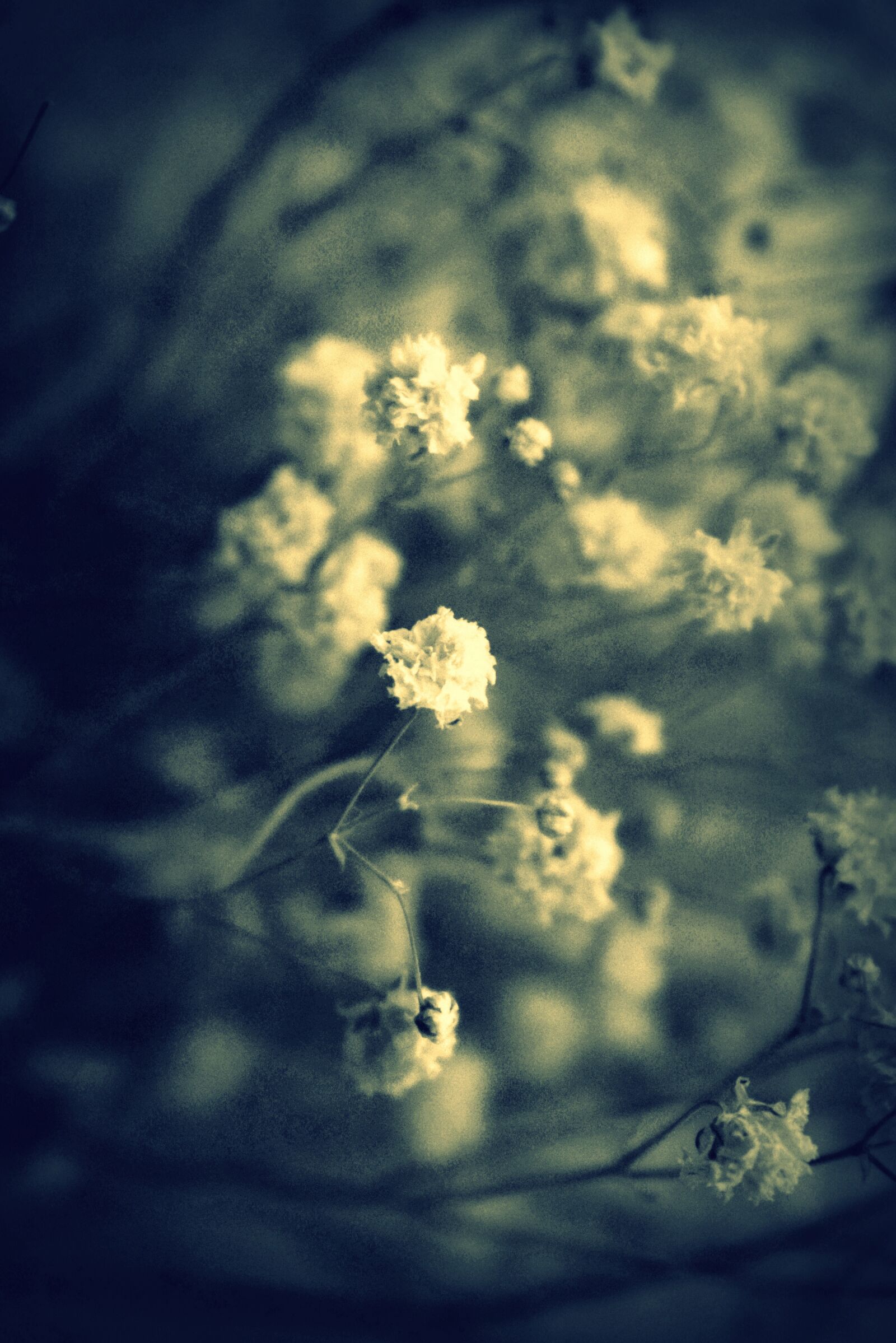 Nikon D3300 sample photo. Flower, flowers, straw photography