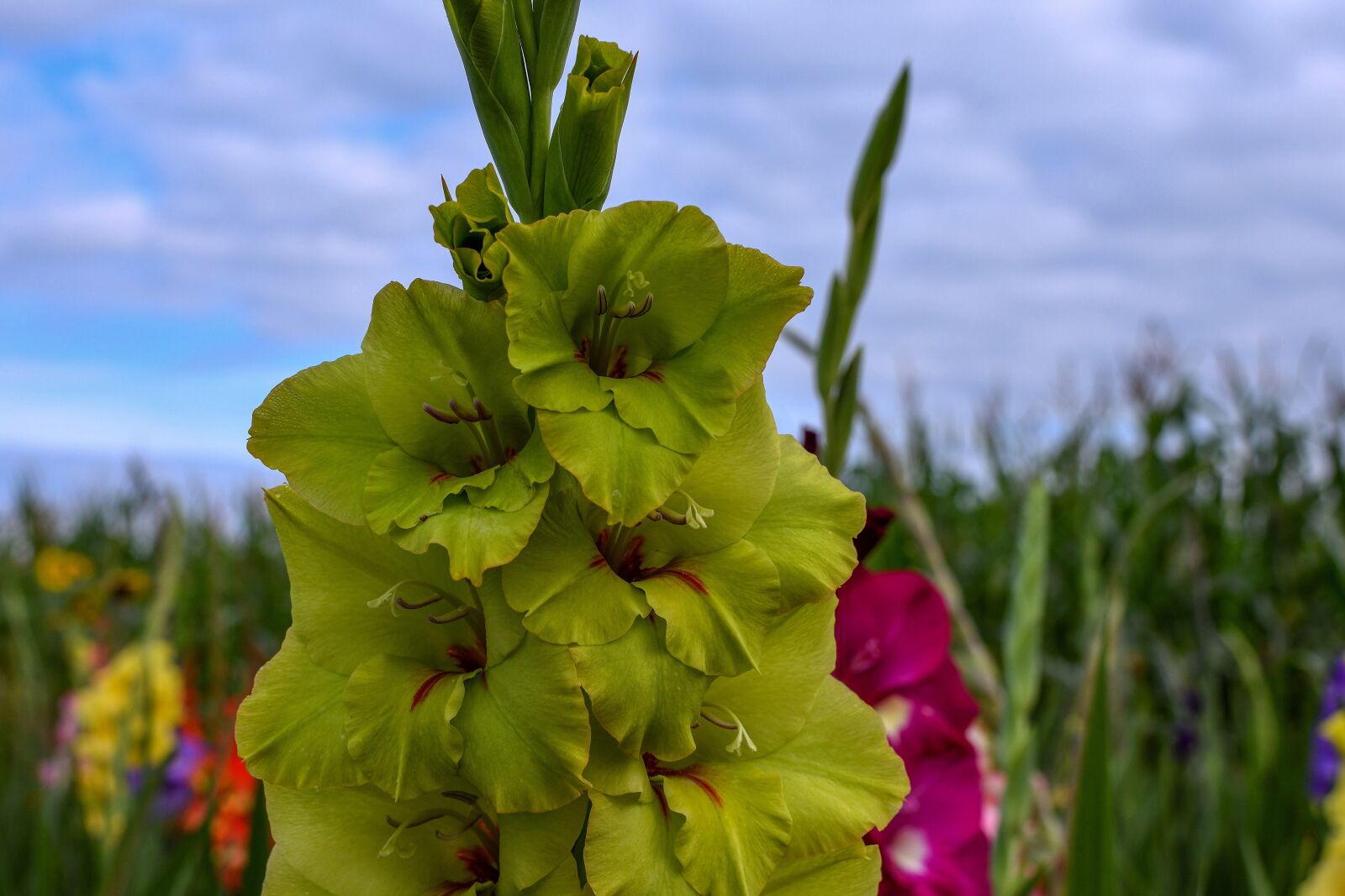 Nikon D7200 sample photo. Gladiolus, flower, summer photography