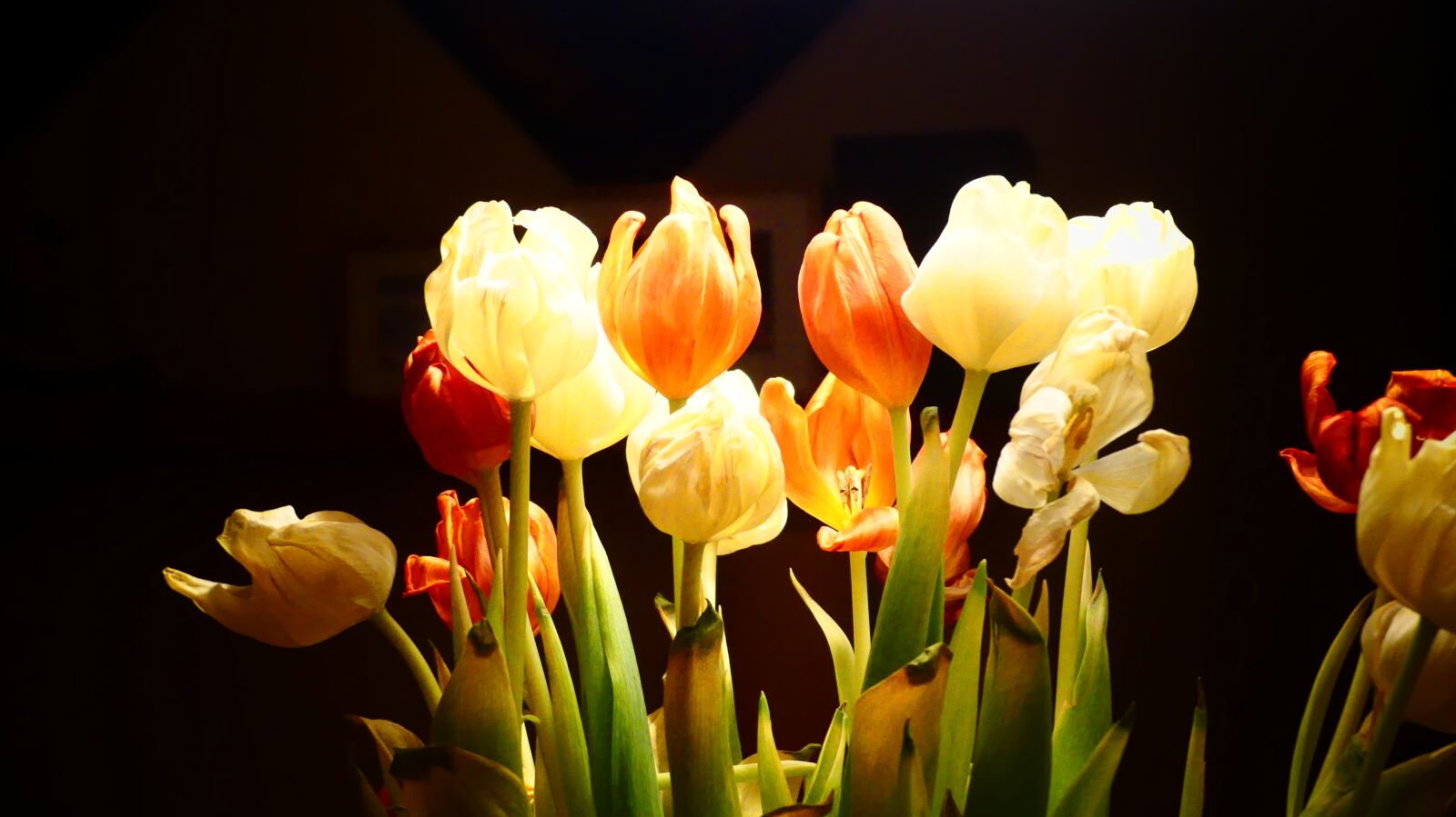 Panasonic Lumix DMC-FZ300 sample photo. Flower, nature, plant photography