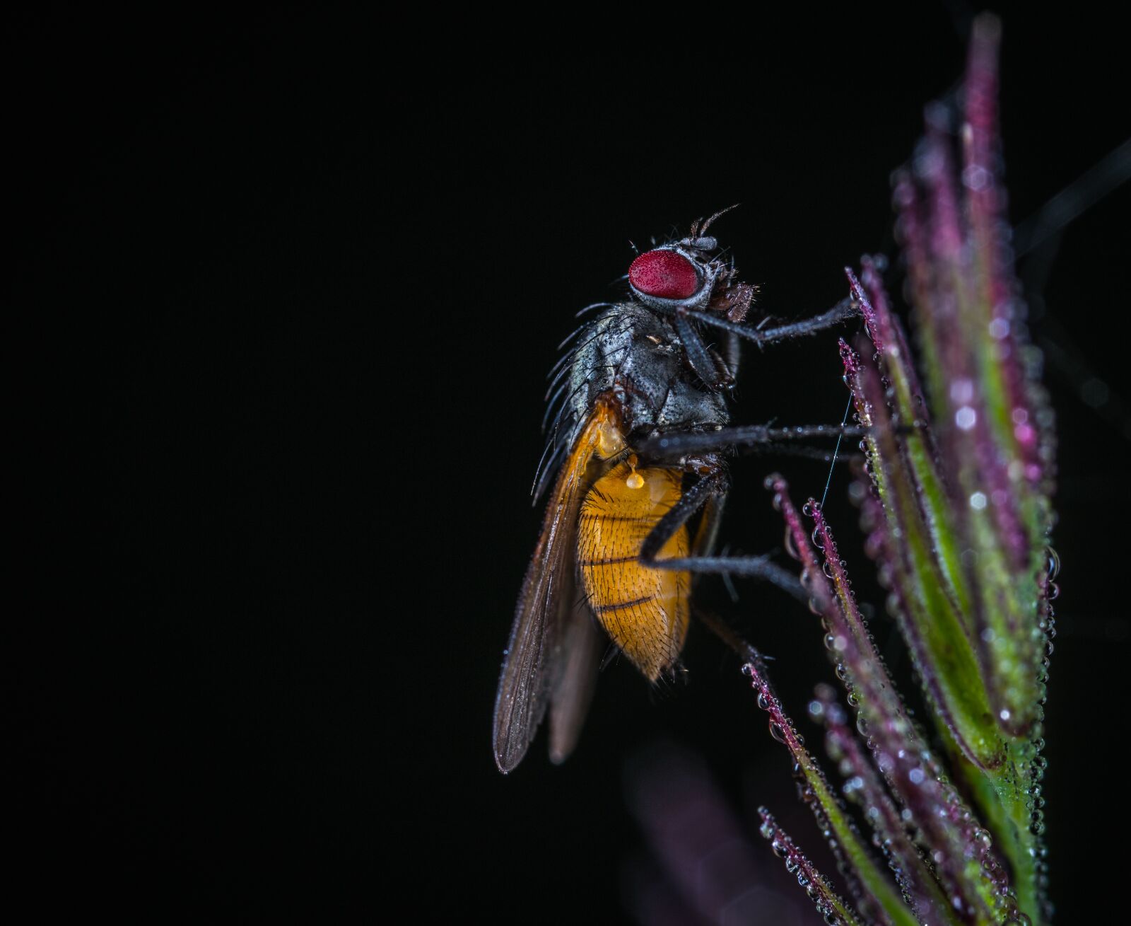 #124 65/2.8 sample photo. Insect, fly, wing photography