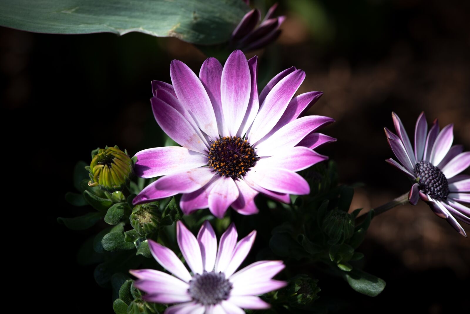 Nikon D750 sample photo. Cape daisies, flowers, purple photography