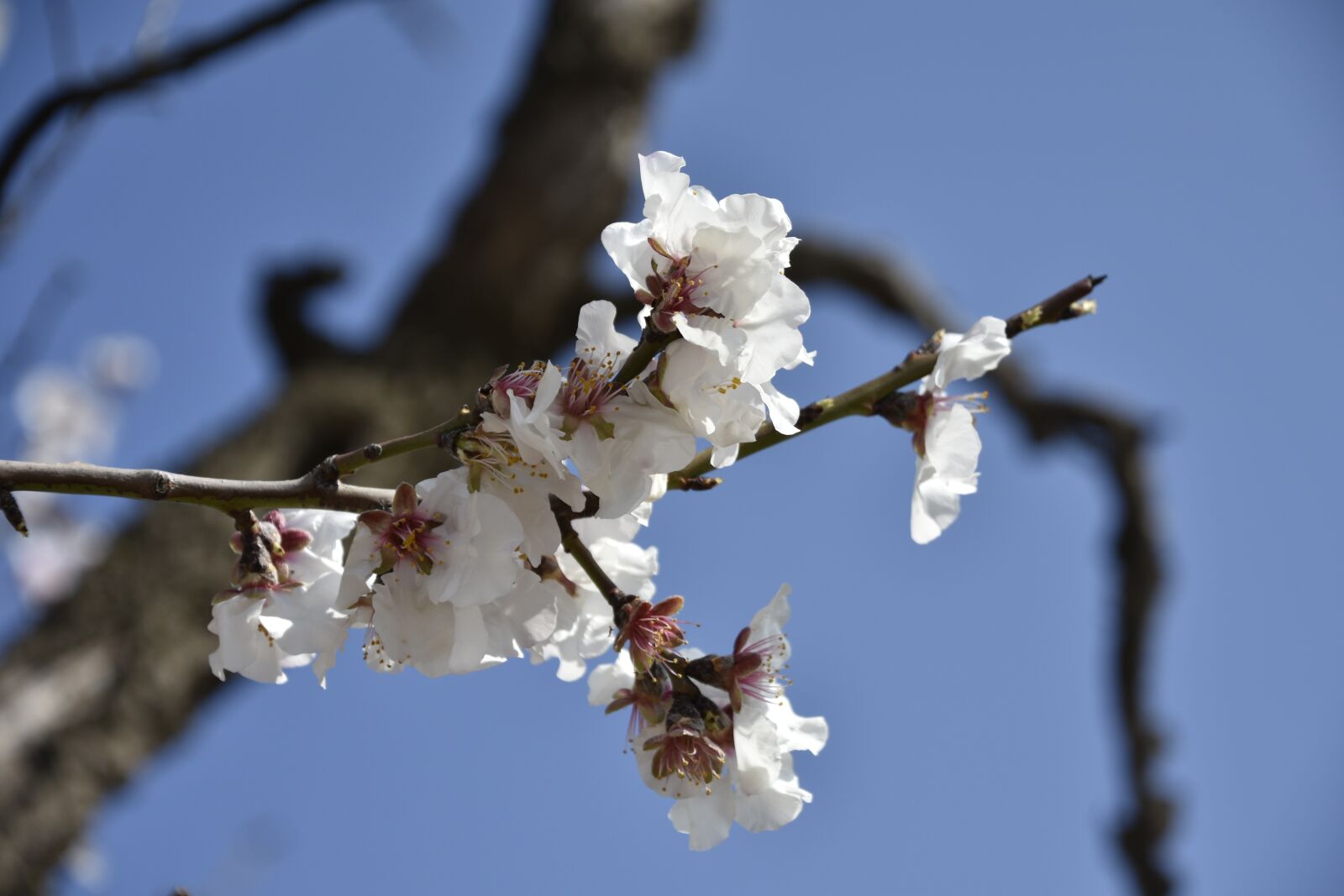 Nikon D7200 sample photo. Branch, tree, cherry photography
