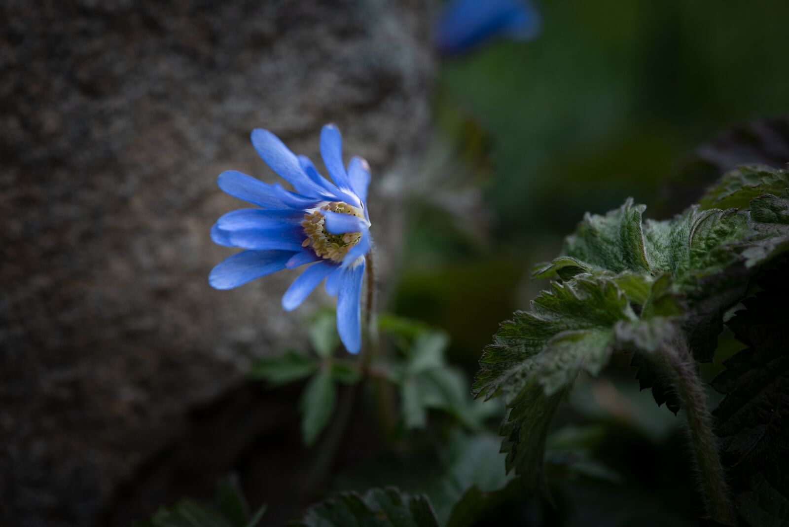 Nikon D750 sample photo. Flower, blossom, bloom photography