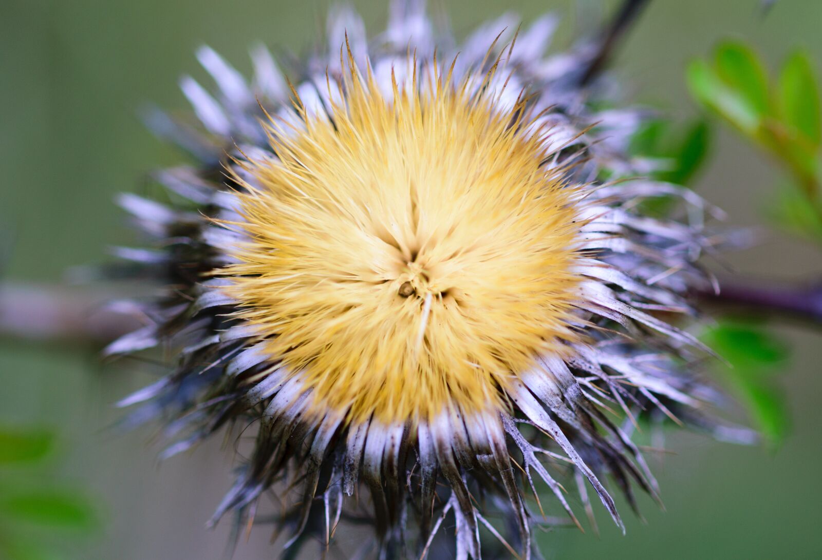 Nikon D5300 sample photo. Nature, dandelion, plant photography