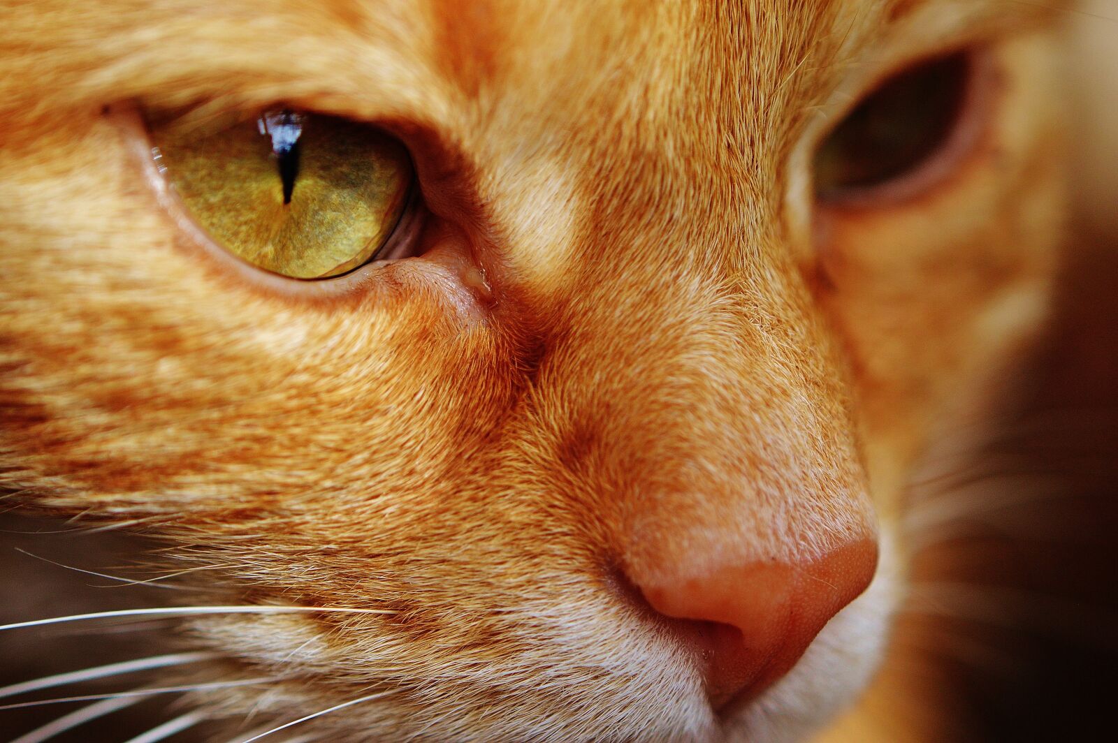 Nikon D3200 sample photo. Cat, red, face photography