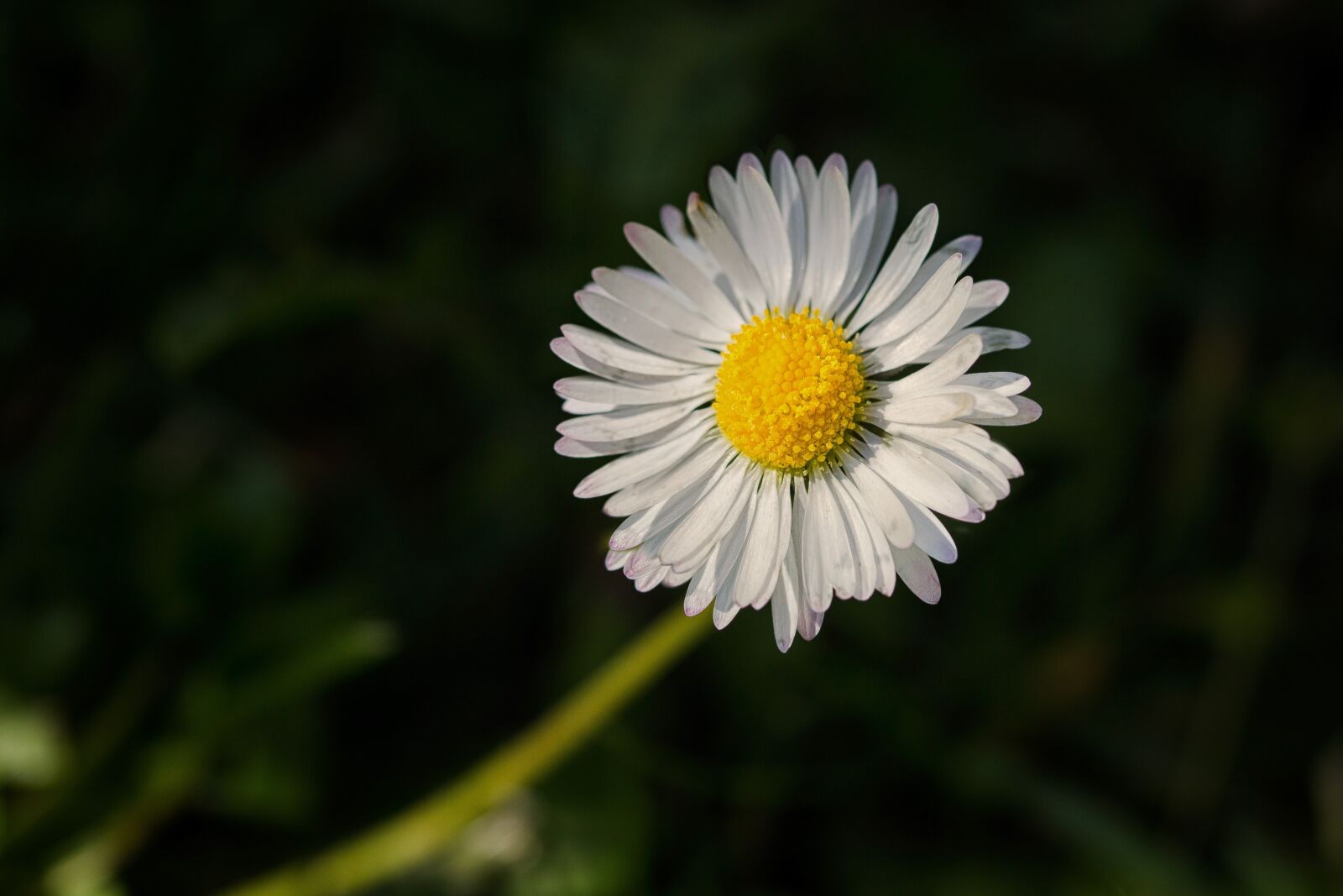 Canon EF 100mm F2.8 Macro USM sample photo. Daisy, macro, pollen, single photography