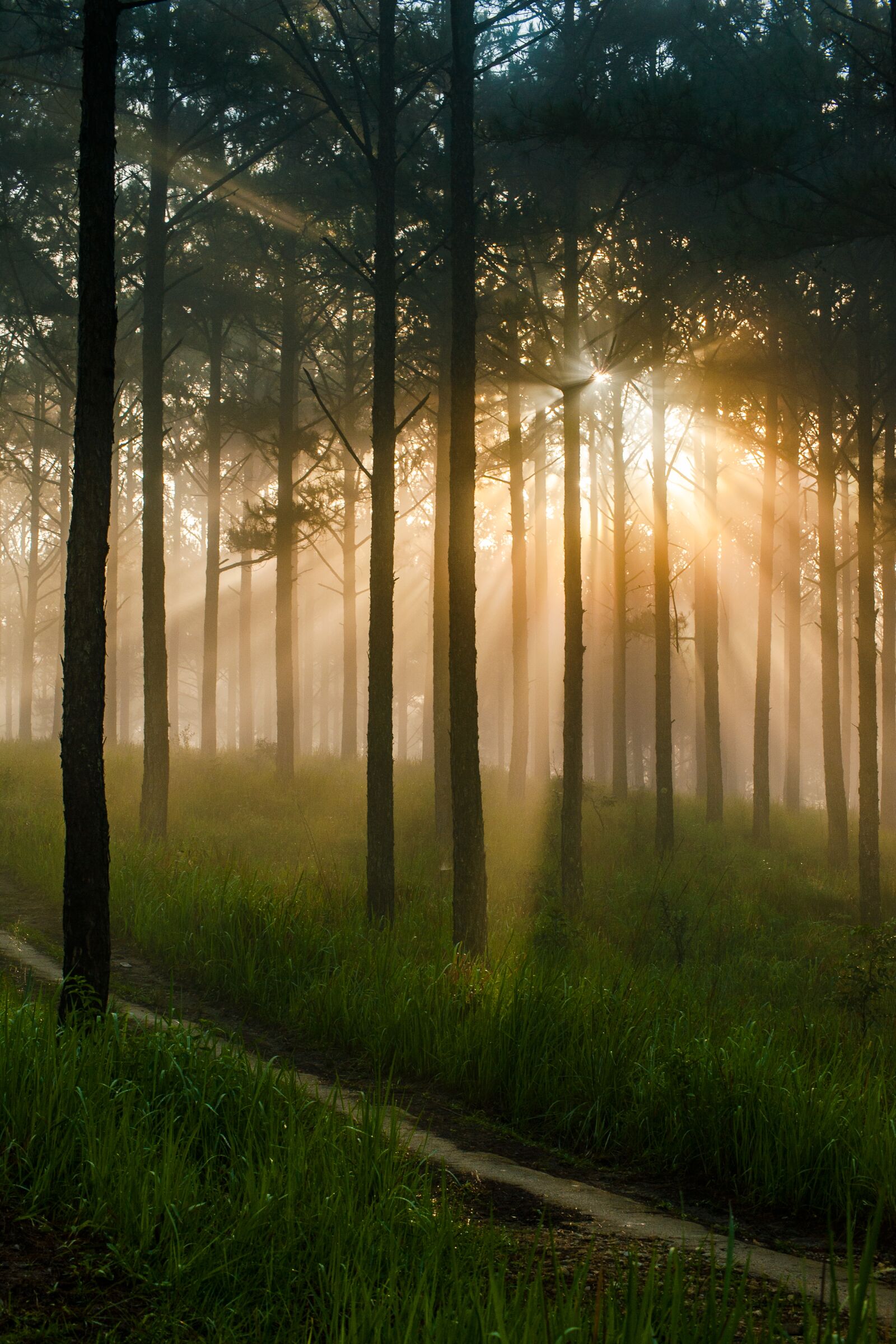 Nikon D700 sample photo. Pine forest, mist, sunshine photography