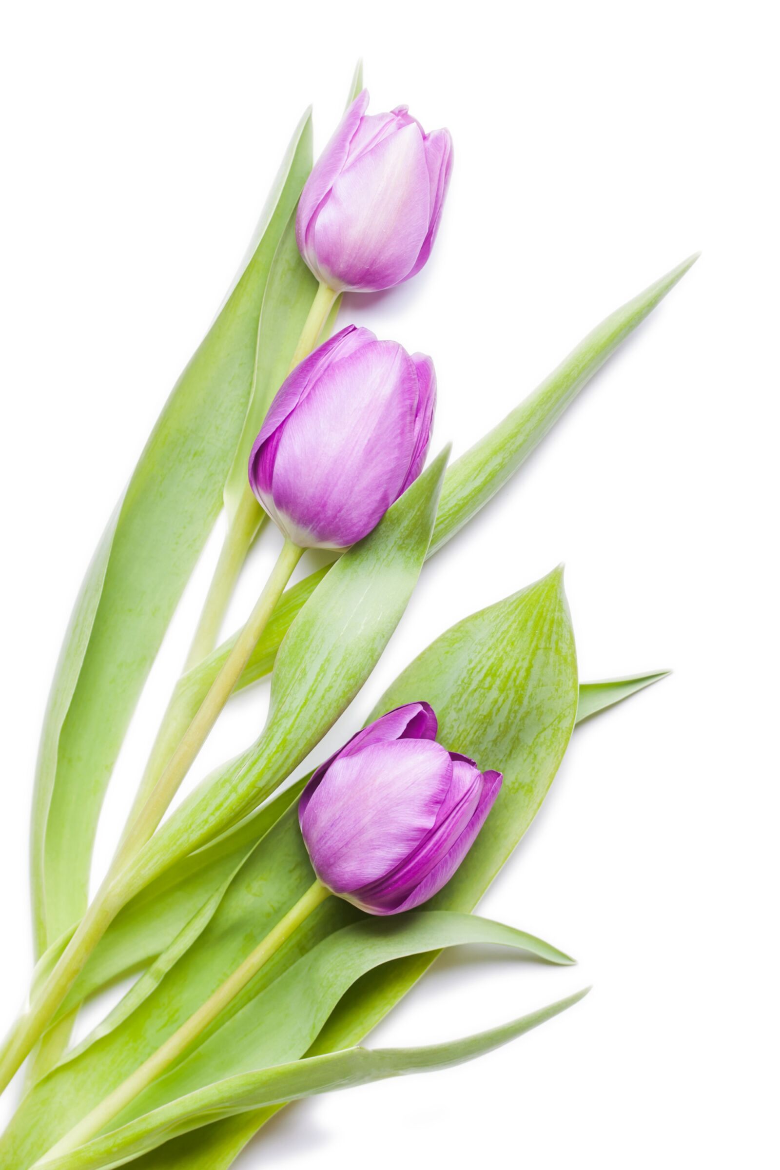 Canon EOS 500D (EOS Rebel T1i / EOS Kiss X3) sample photo. Tulips, violet, tulip photography
