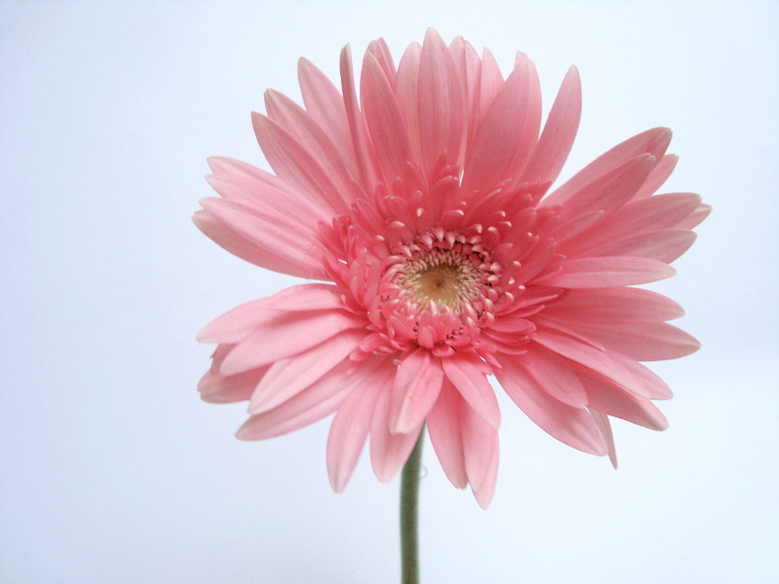 Sony Cyber-shot DSC-W110 sample photo. Cute, flower, pink, romantic photography