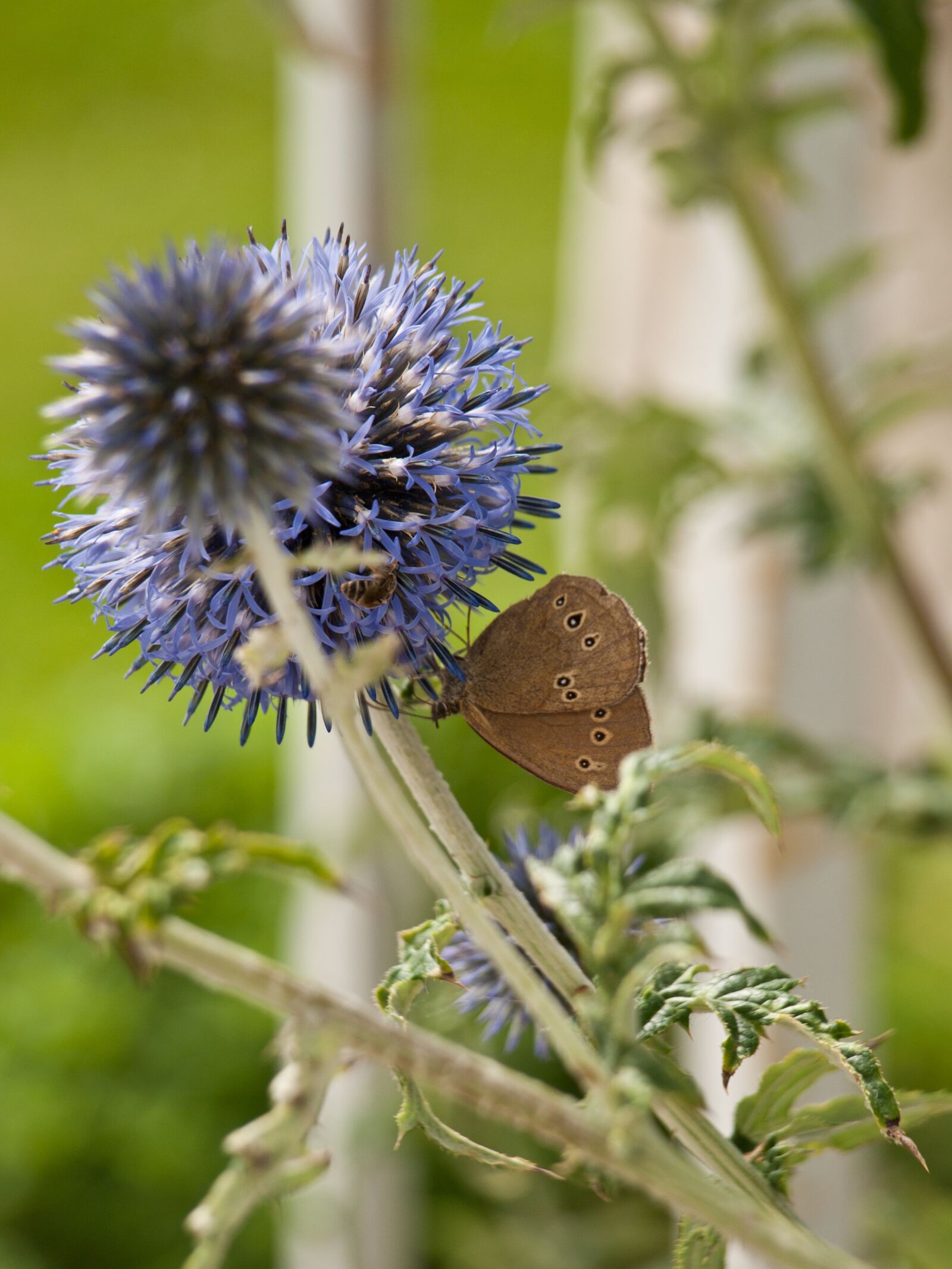 Olympus E-420 (EVOLT E-420) sample photo. Blue thistle, ornamental thistle photography