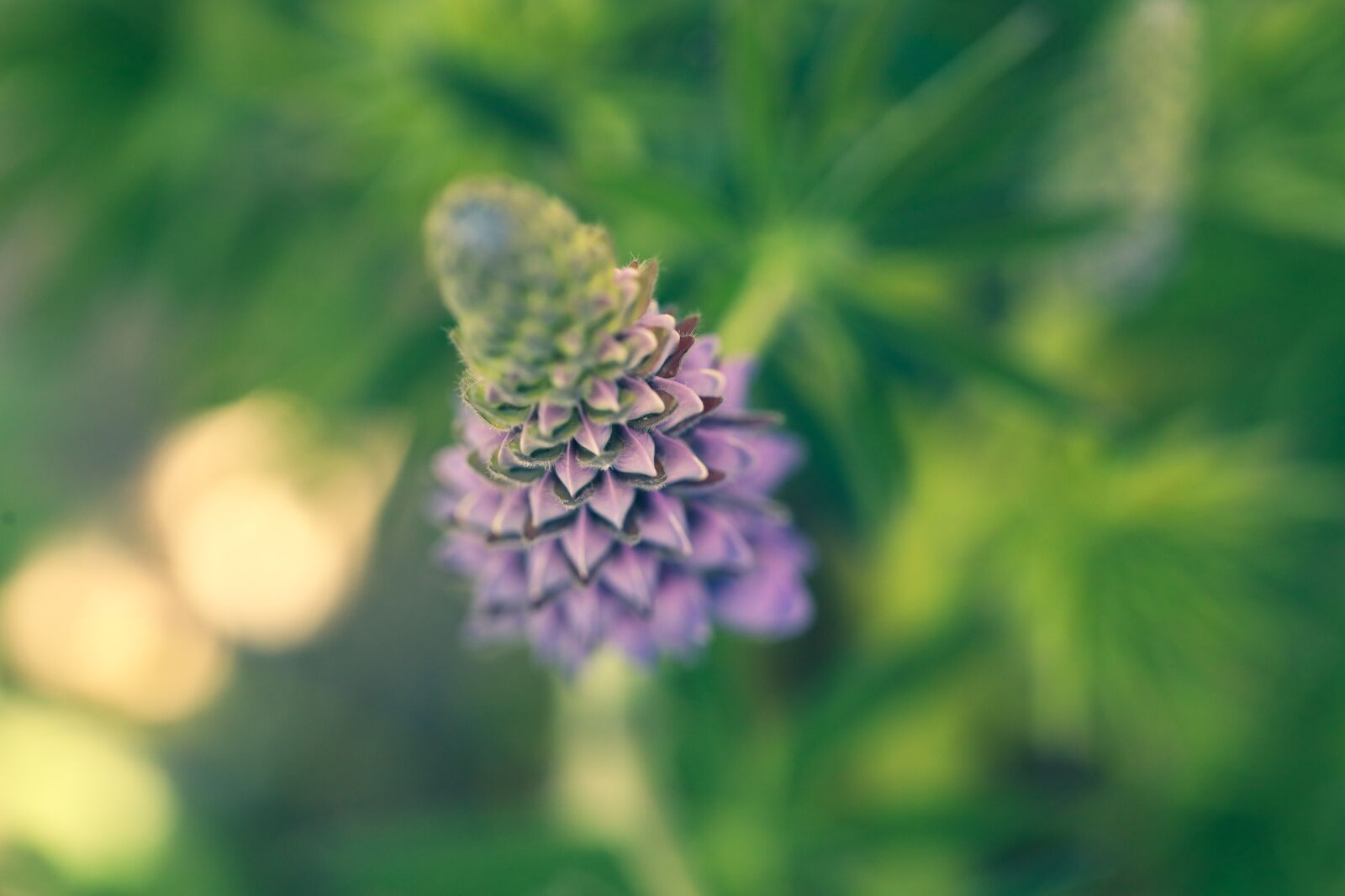 Canon EOS R sample photo. Lupin, flower, nature photography