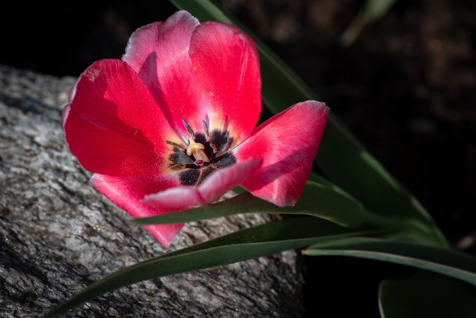 Nikon D750 sample photo. Tulip, flower, garden photography