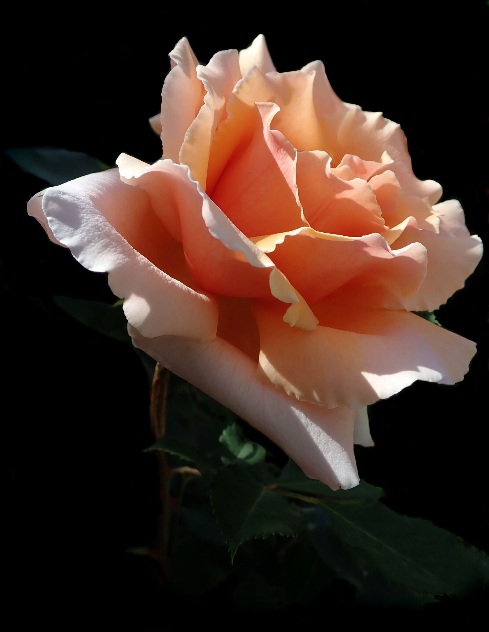 Olympus TG-5 sample photo. Rose, flower, fragrant photography