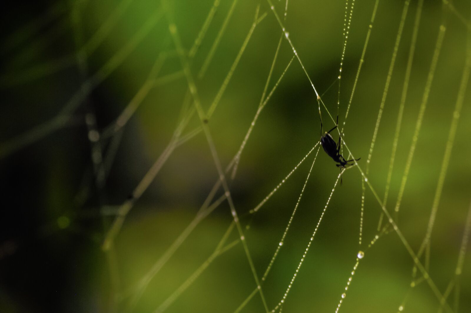 Nikon D90 sample photo. Spiderweb, web, cobweb photography