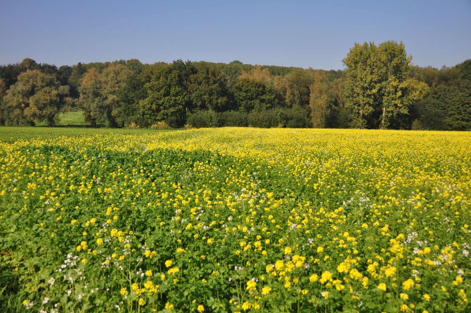 Nikon D90 sample photo. Flemish ardennes, flanders, belgium photography
