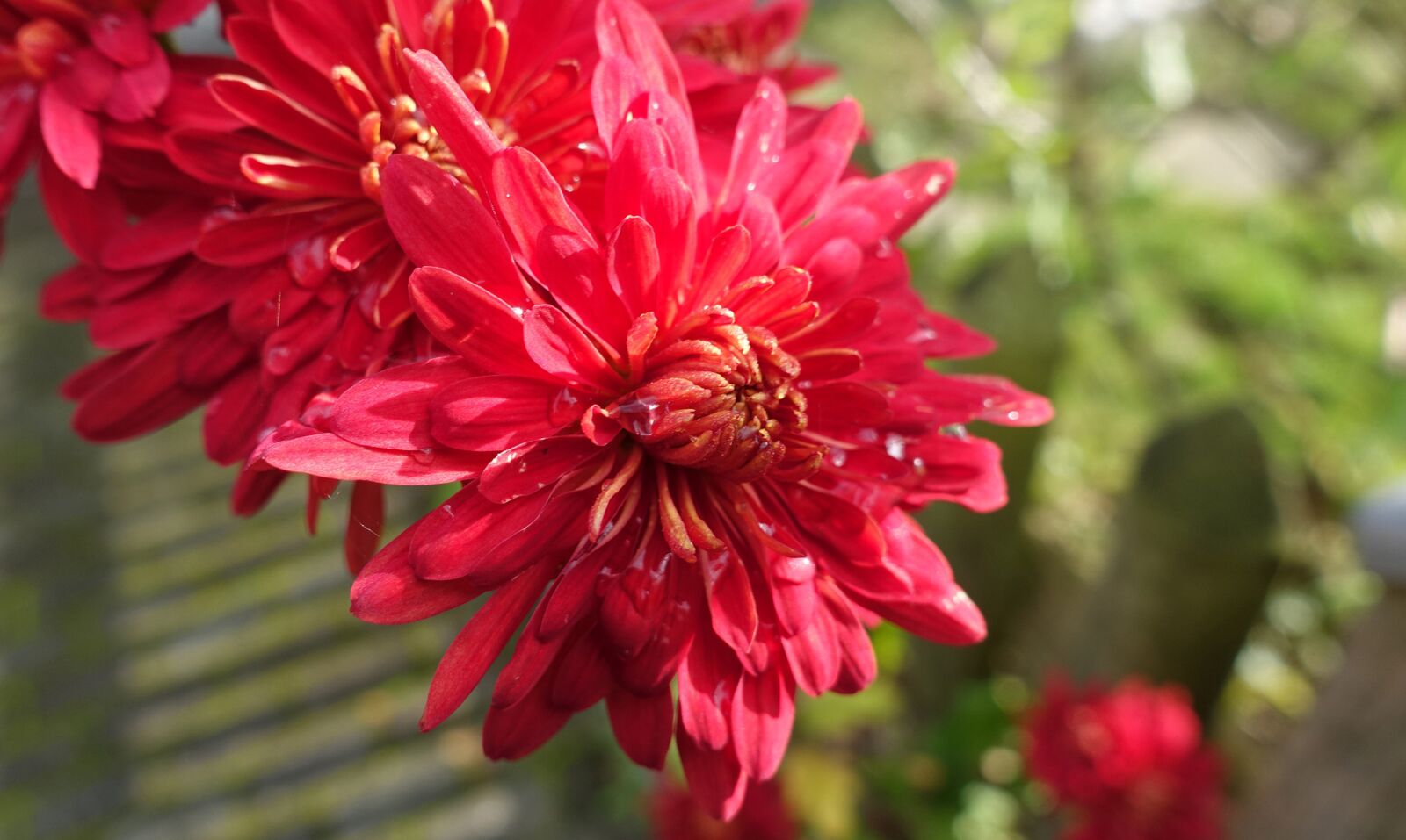 Sony Cyber-shot DSC-RX100 IV sample photo. Herbstaster, close up, blossom photography