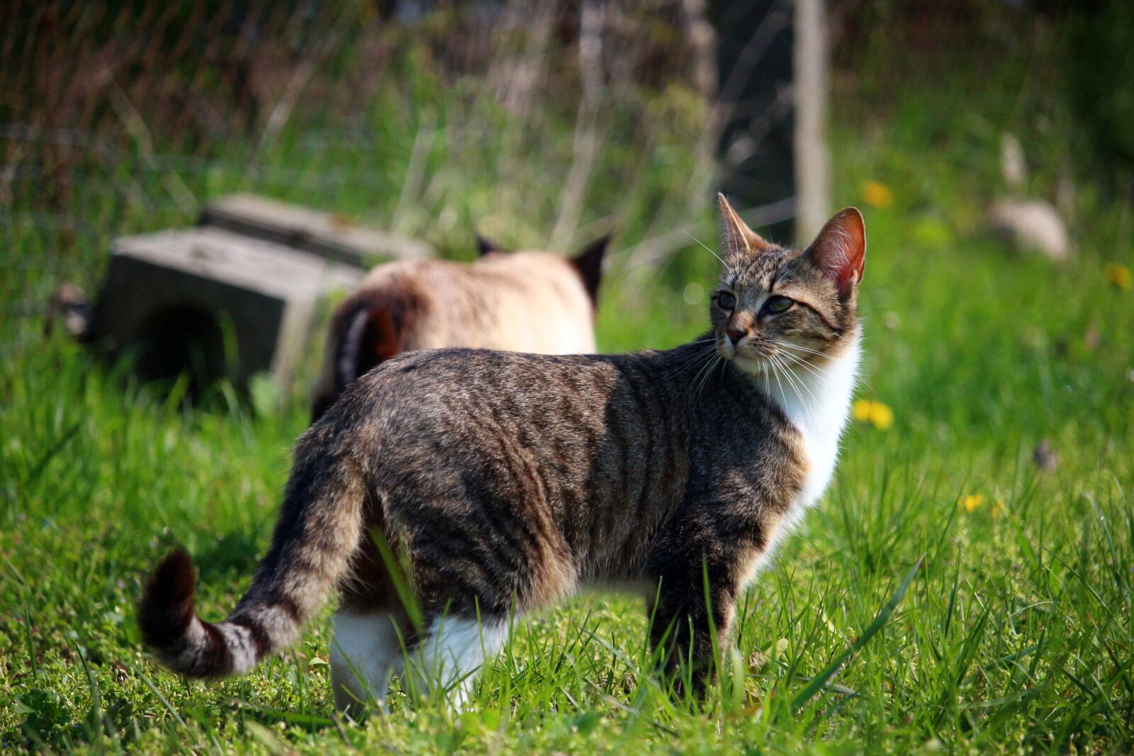 Canon EOS 100D (EOS Rebel SL1 / EOS Kiss X7) sample photo. Cat, kitten, mieze photography