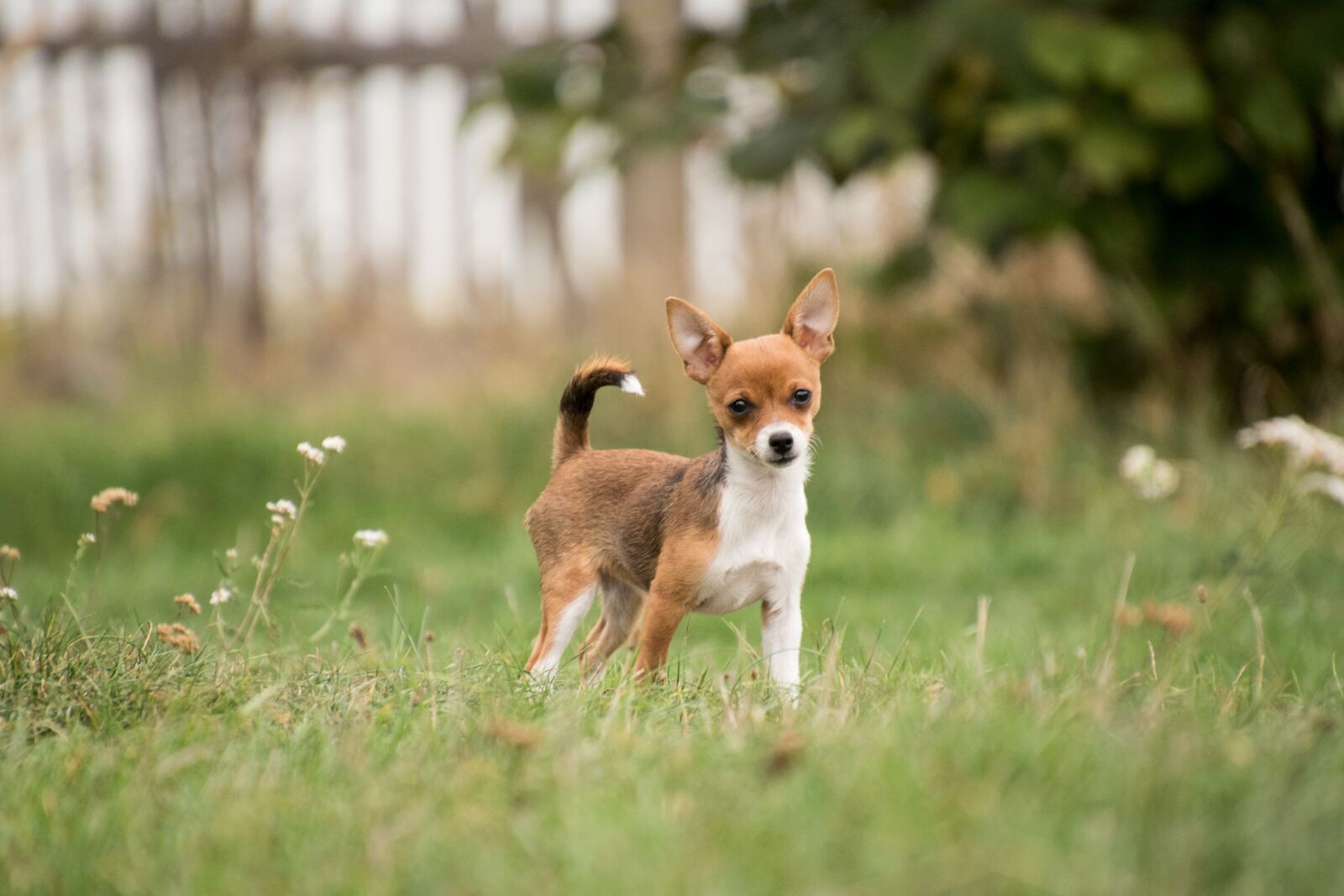 Nikon D750 sample photo. Dog, animal, mammal photography