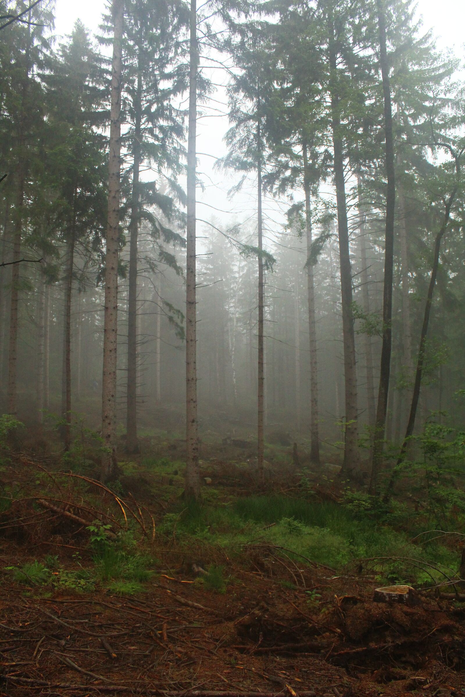 Canon EOS 4000D (EOS Rebel T100 / EOS 3000D) sample photo. Forest, dark, the fog photography