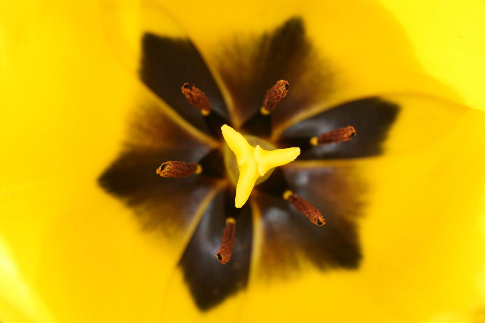 Canon EOS 40D sample photo. Tulip, macro, yellow photography