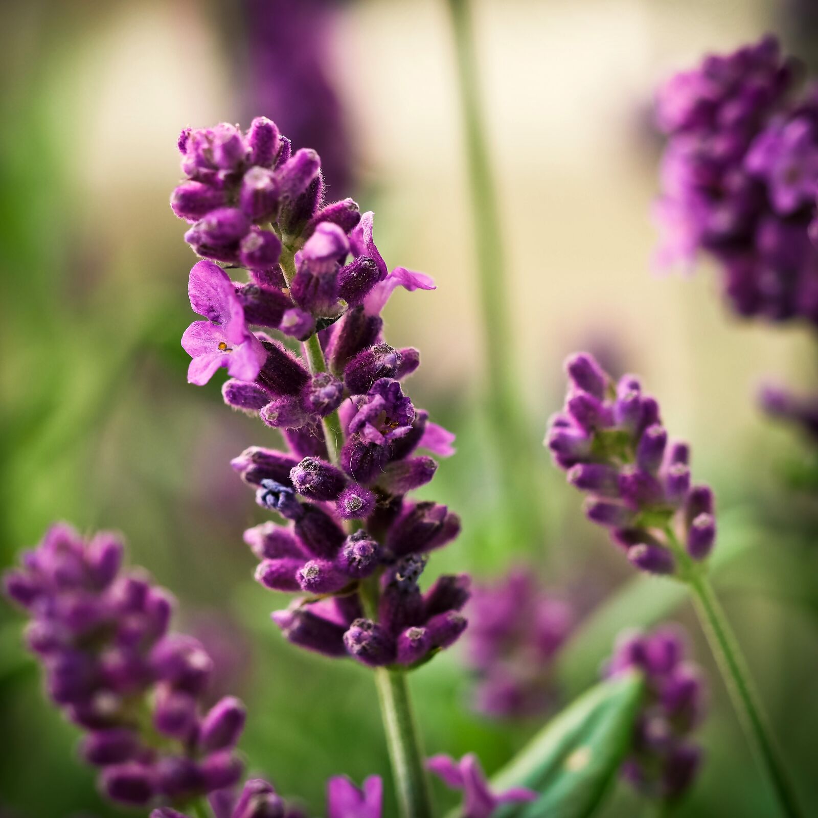 Olympus OM-D E-M10 sample photo. Lavender, flower, purple photography