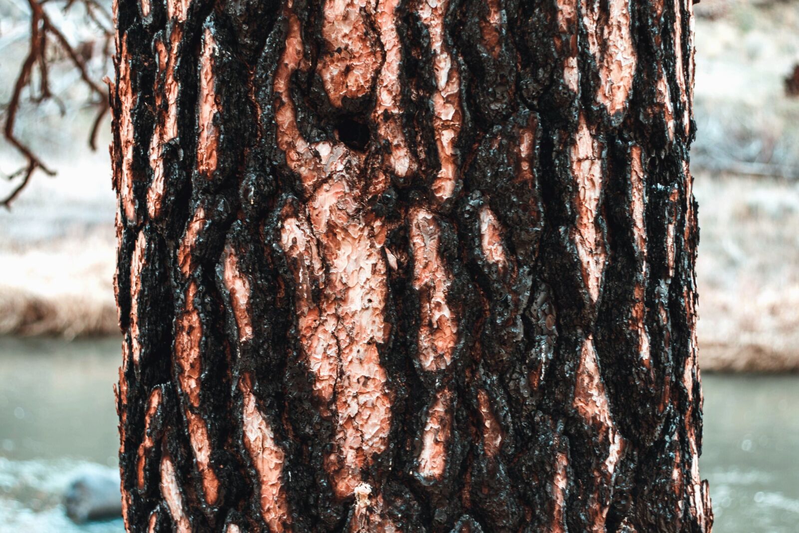 Canon EOS 50D sample photo. Wood, bark, nature, texture photography