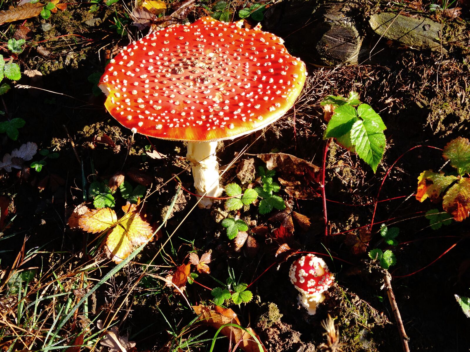 Sony Cyber-shot DSC-HX50V sample photo. Fly agaric, mushroom, forest photography