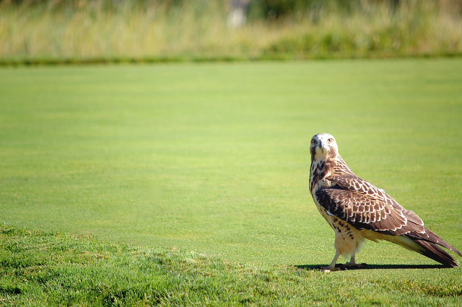 Nikon D40 sample photo. Hawk, nature, bird photography