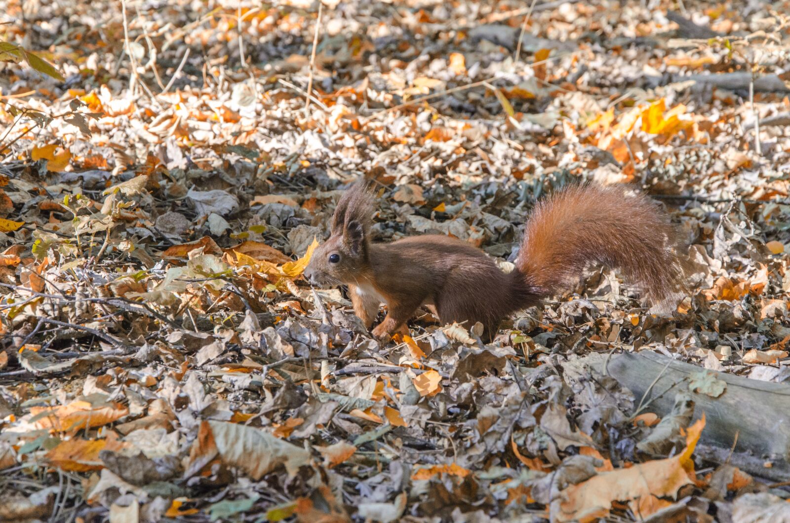 Nikon D5100 sample photo. Squirrel, rodent, forest photography
