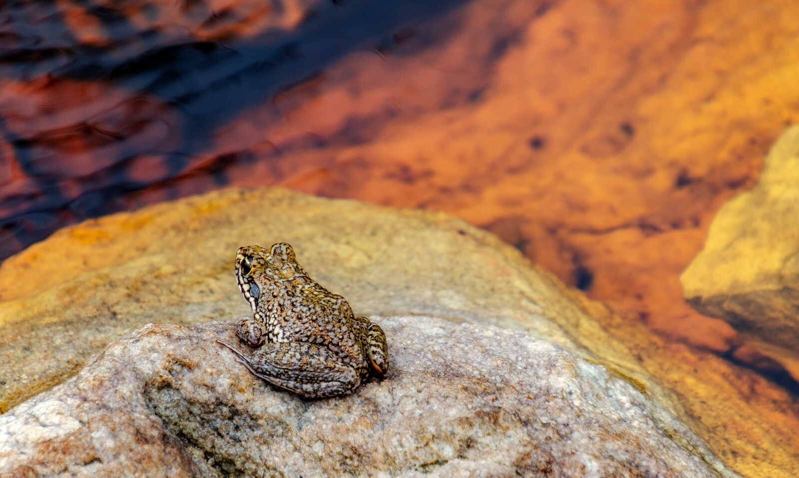 Nikon D7000 sample photo. Frog, rock, water photography