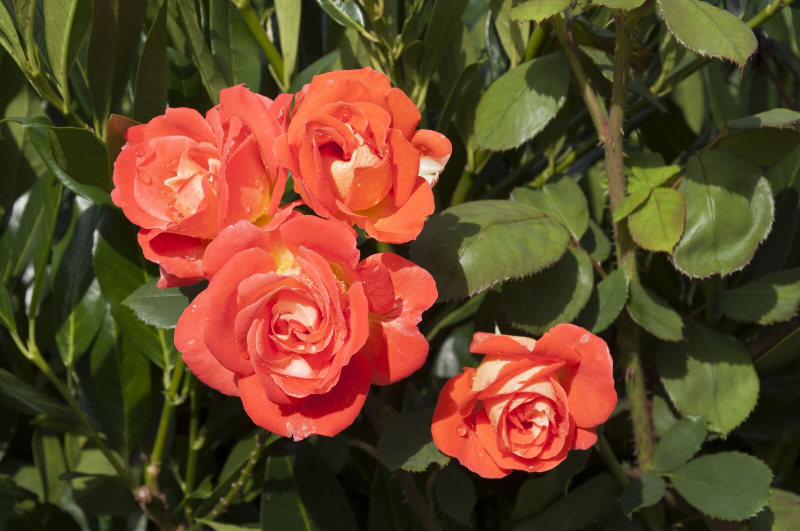Nikon D5000 sample photo. Roses, flowers, wet photography