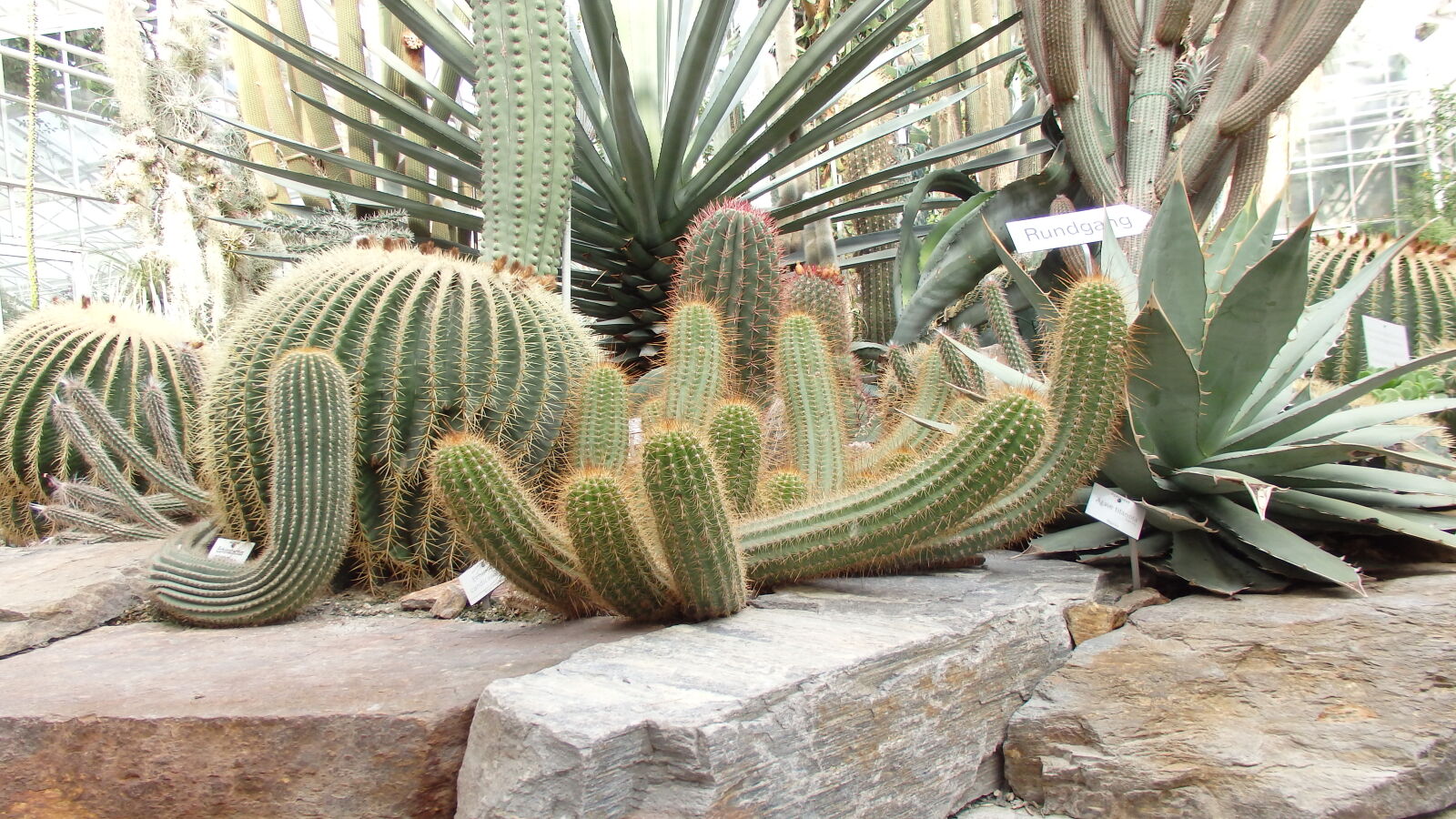 Olympus SH-60 sample photo. Botanic, cactus, desert, garden photography